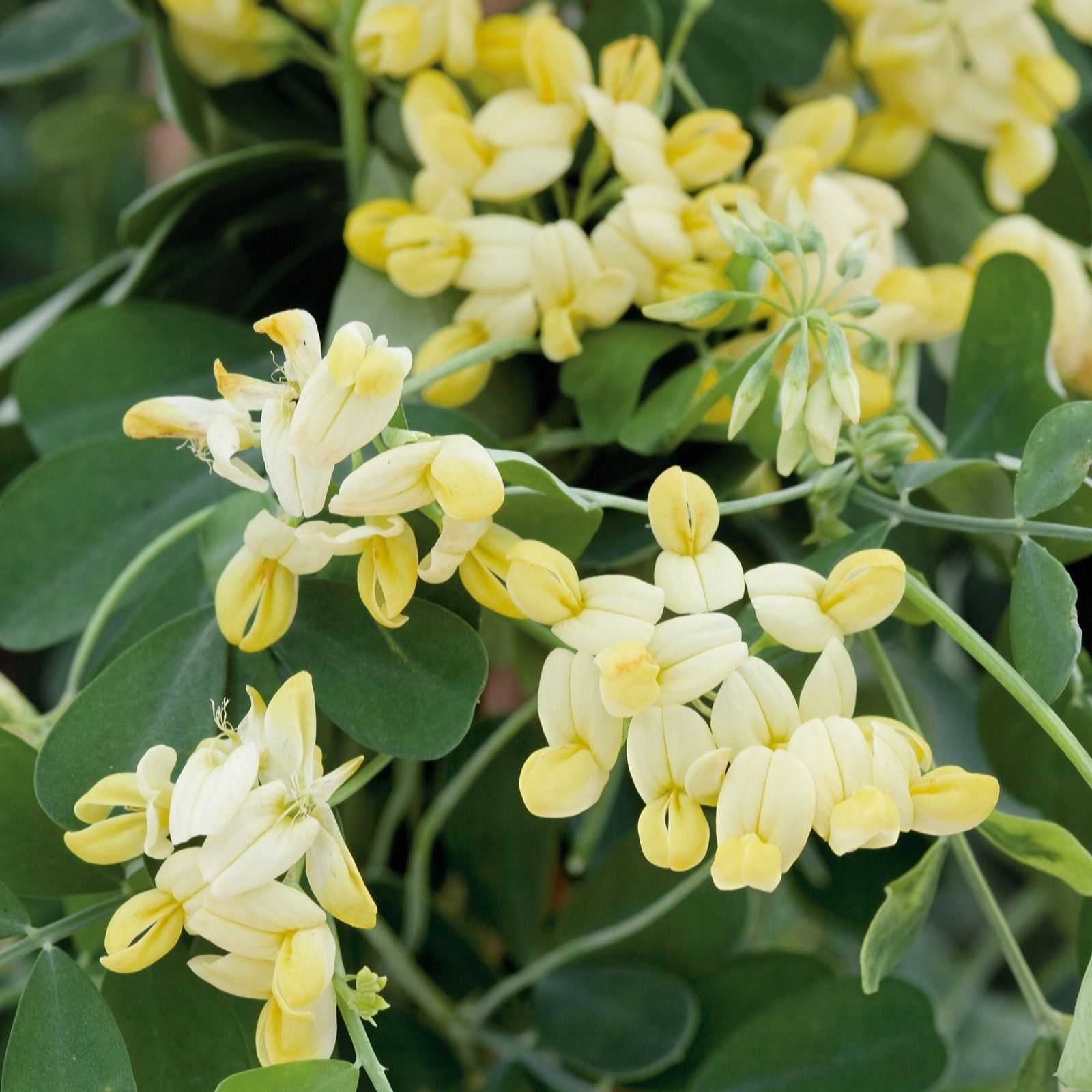 Plants2Gardens Coronilla Citrina 4.5ltr