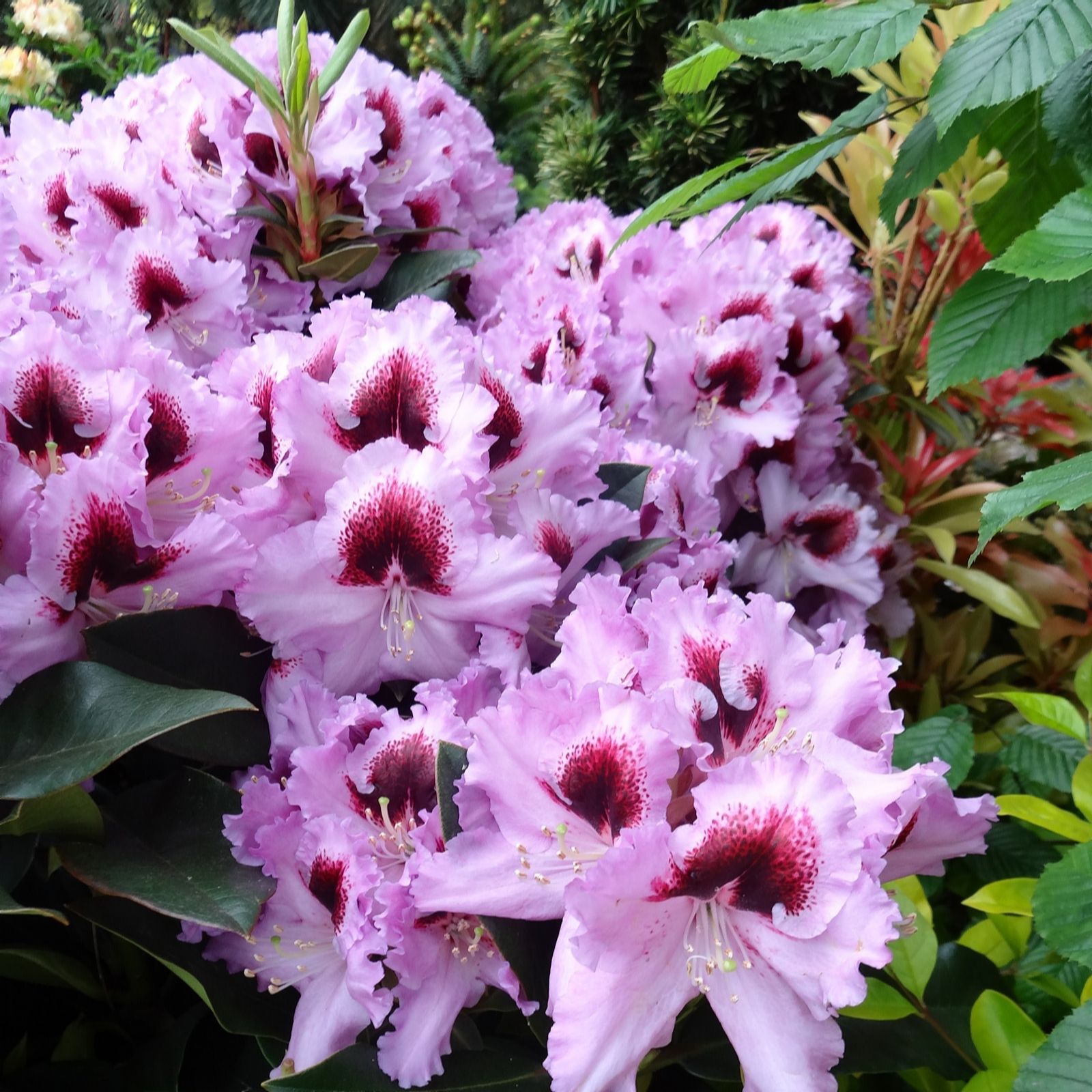 Plants2Gardens Rhododendron Kabarett 7.5ltr