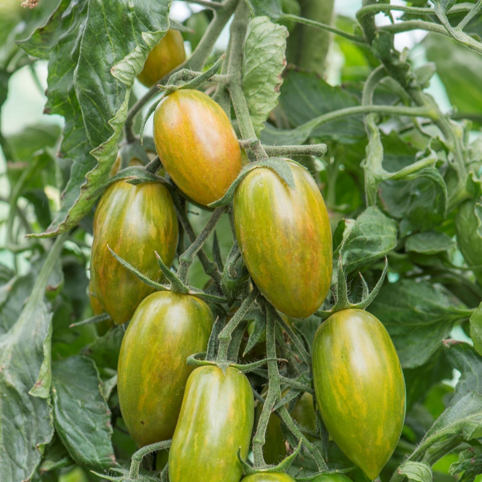 Suttons Tomato Heirloom Cherry Lucky Tiger 9cm Pot x 3