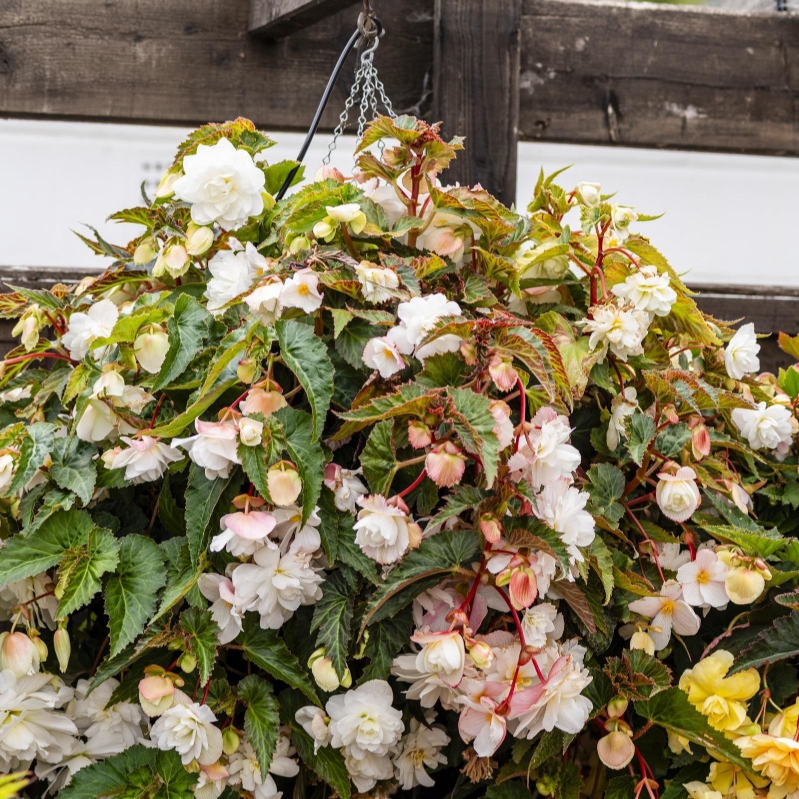 Thompson & Morgan Begonia Illumination White Garden Ready Plants x 12