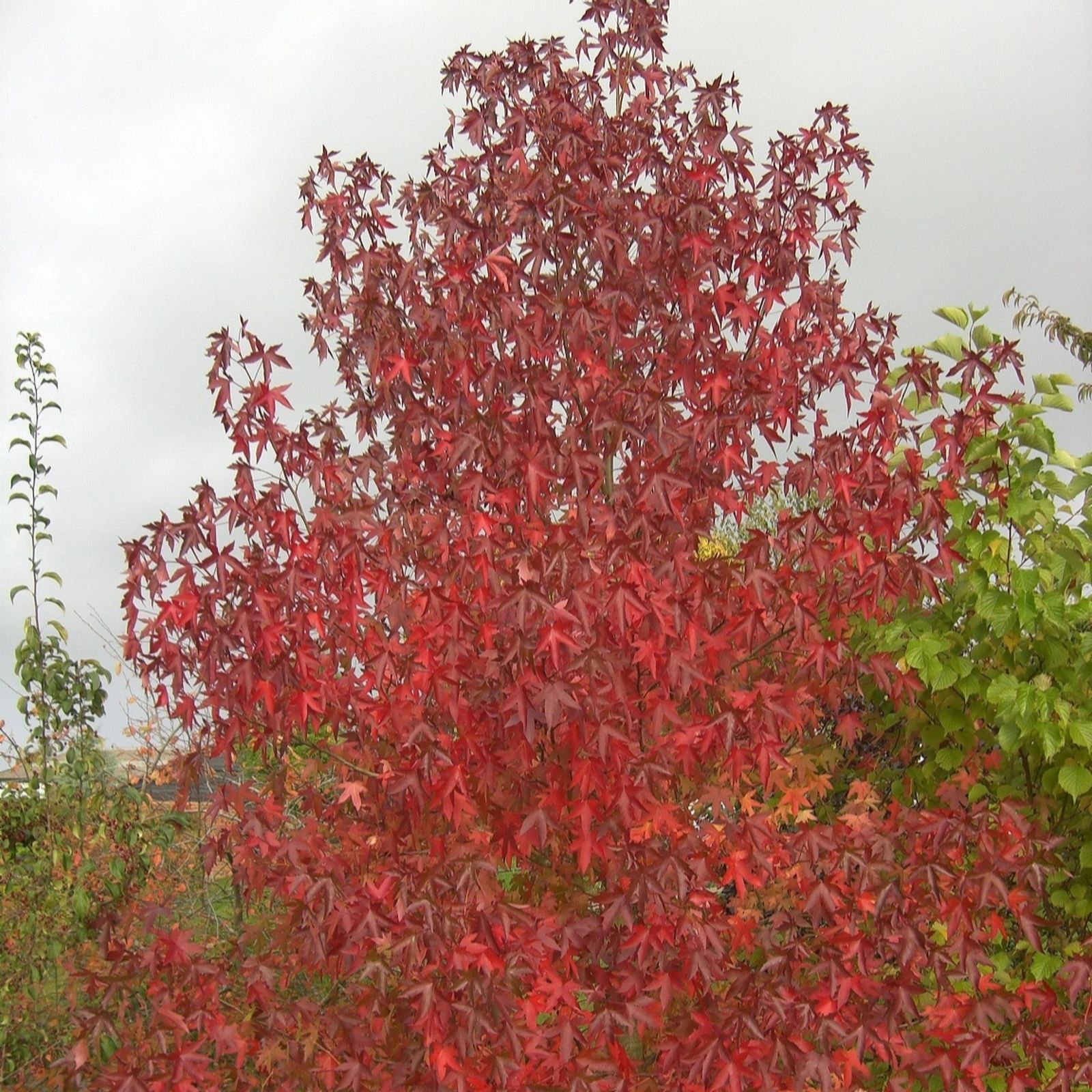 Frank P Matthews Liquidambar sty Stared in 12 Litre Container
