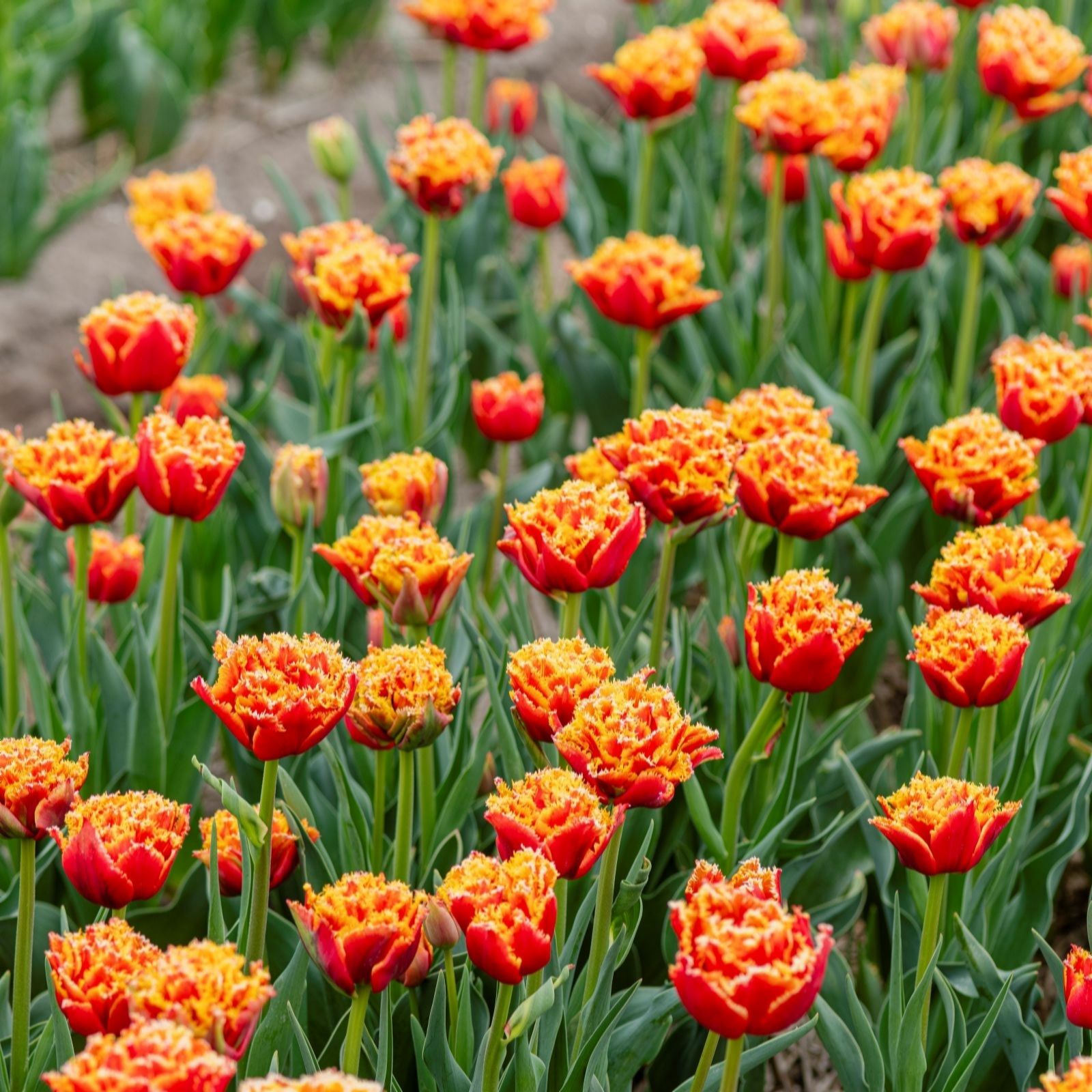 Thompson & Morgan Tulip Flames of Passion 8 Bulbs
