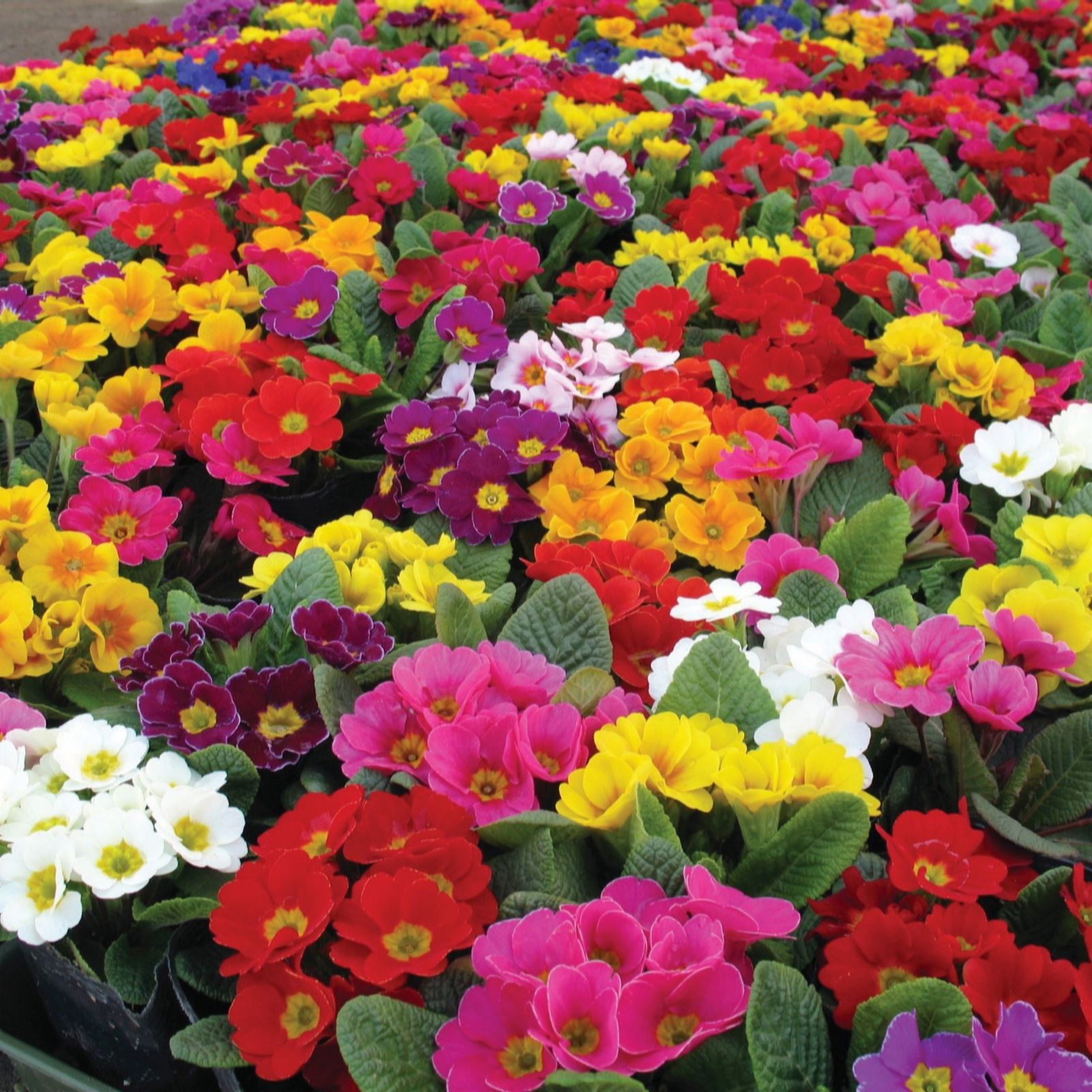Thompson & Morgan Primrose Giant Flowered Mix 12 Garden Ready Plants
