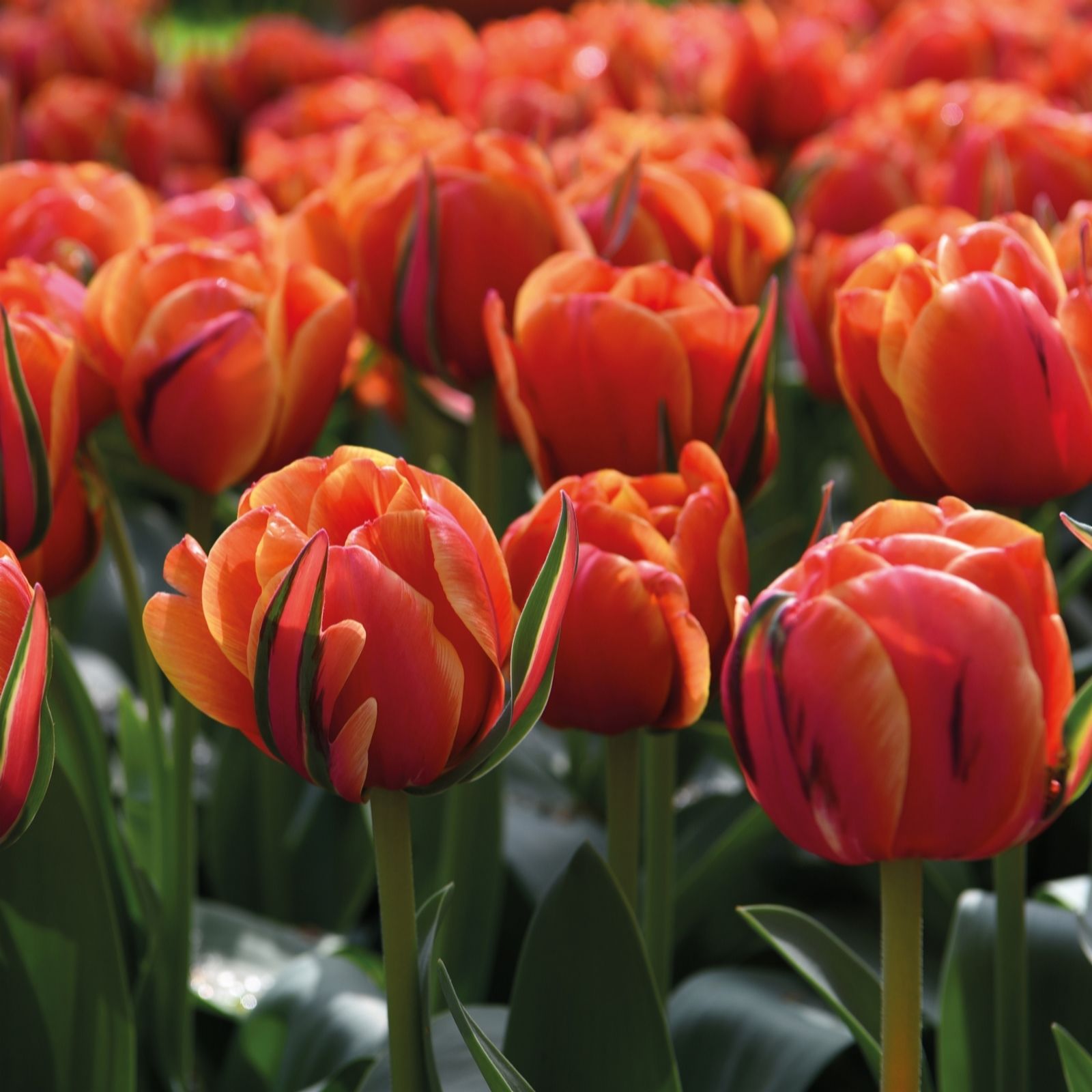 Thompson & Morgan Tulip Queensday 16 Bulbs