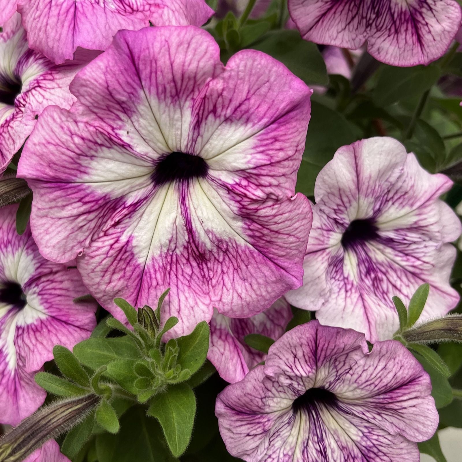 Hayloft Plants Petunia Funhouse Colour Changing Plants and 2 x Baskets ...