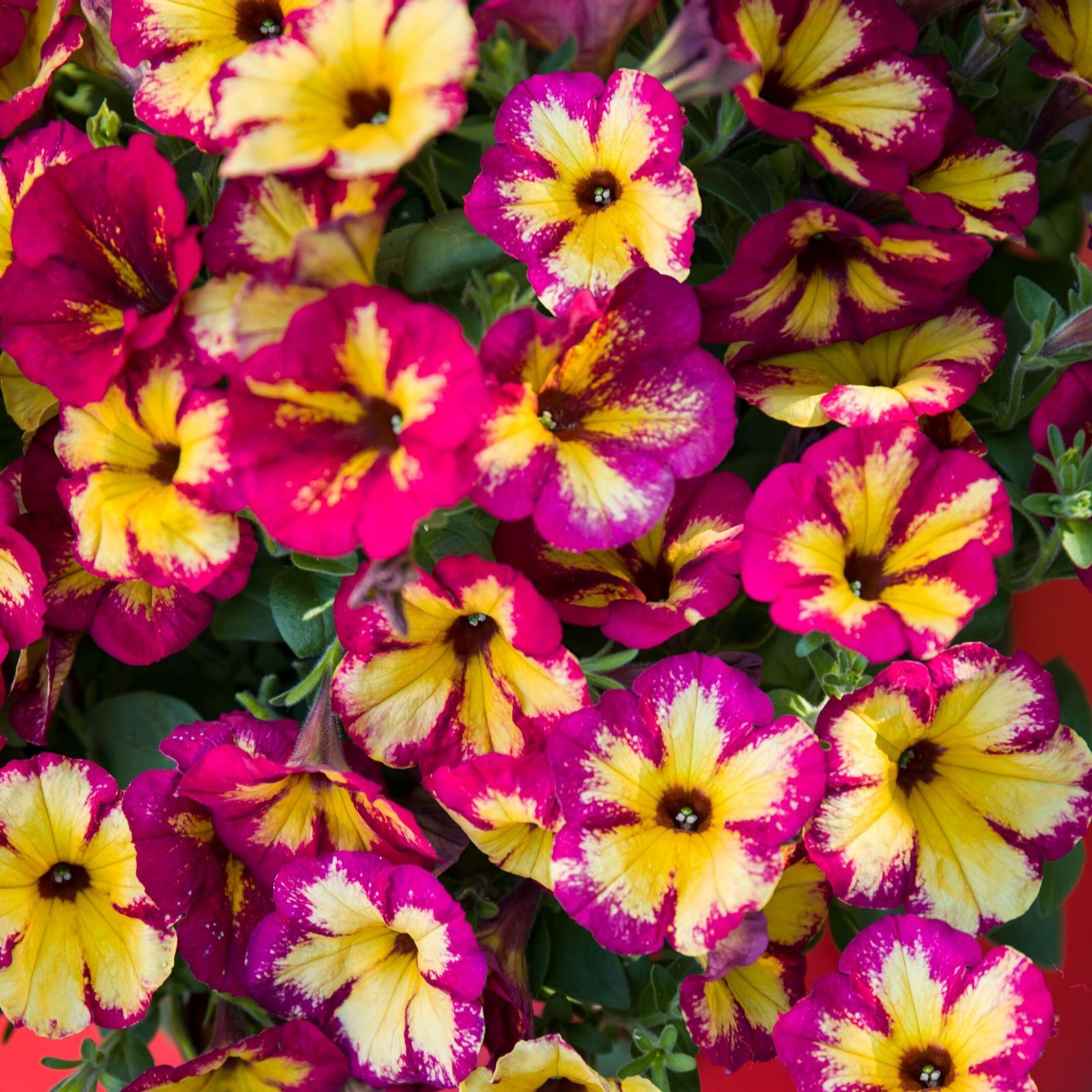 Hayloft Plants Petunia Funhouse Colour Changing Plants and 2 x Baskets ...