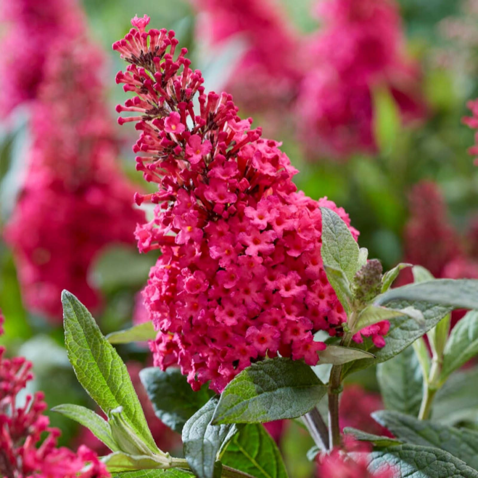 You Garden Buddleia Butterfy Candy 'Little Ruby' Standard in a 18cm pot