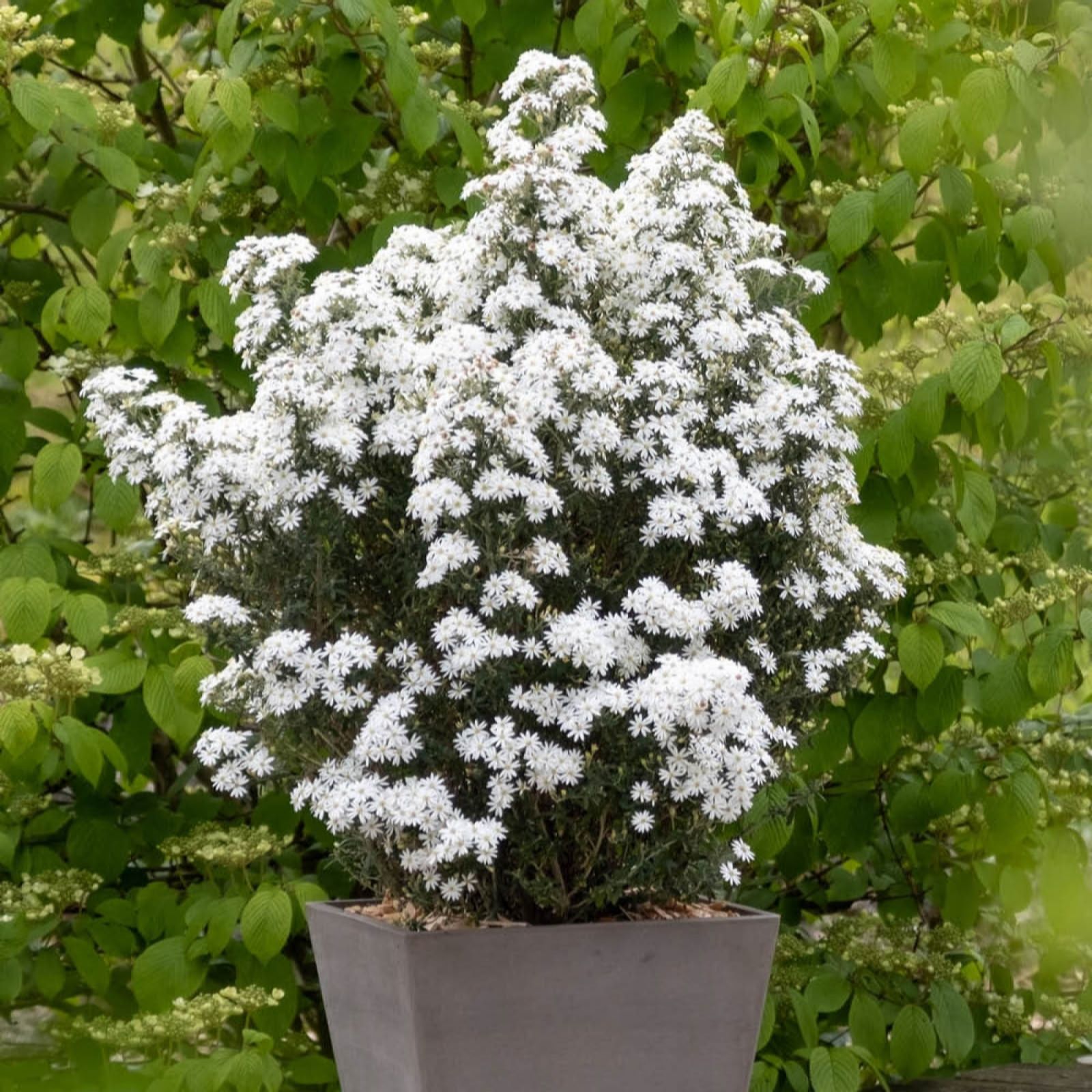 YouGarden Olearia phlogopappa 'Spring Bling' in 9cm pots x3