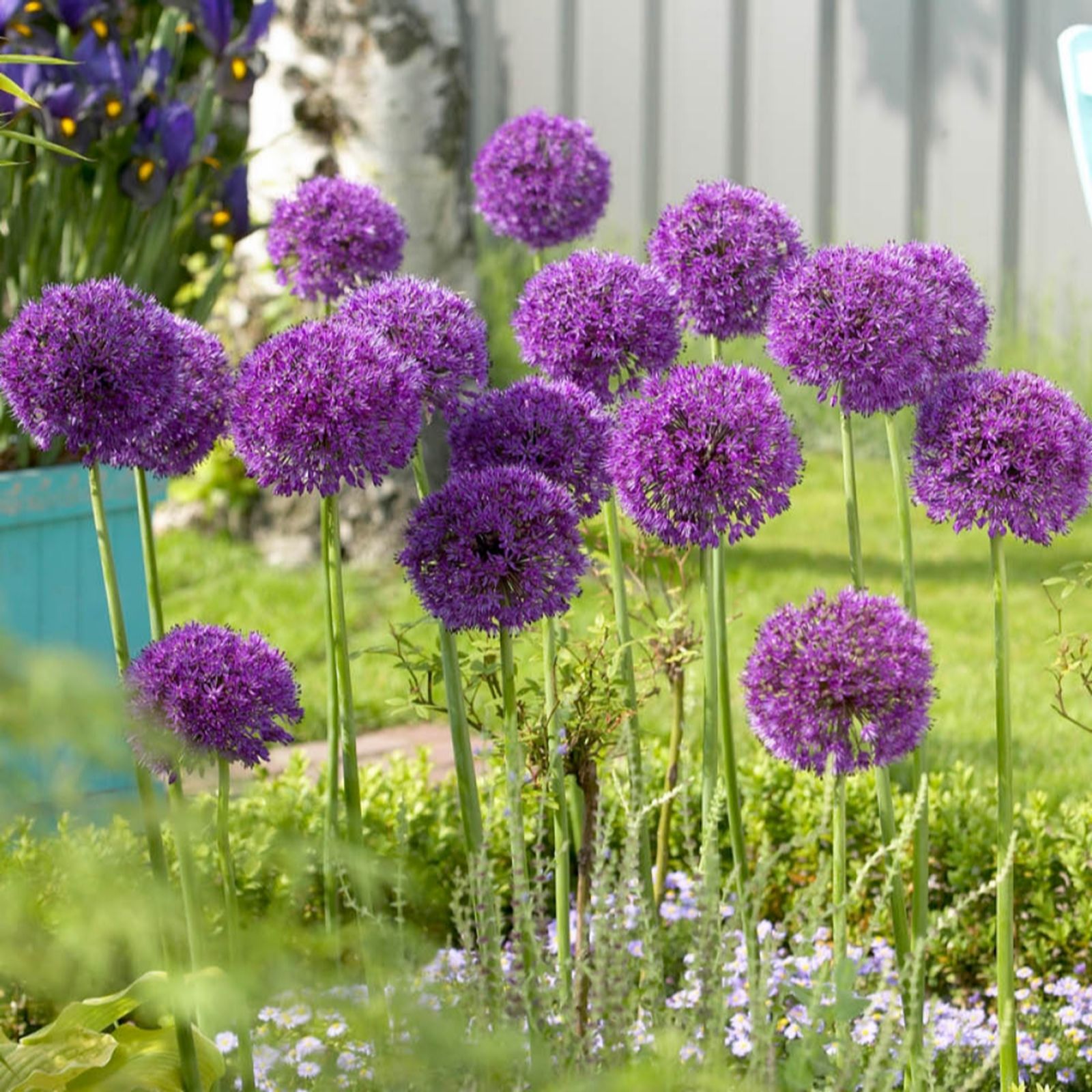 YouGarden Allium 'Purple Sensation' x50 bulbs