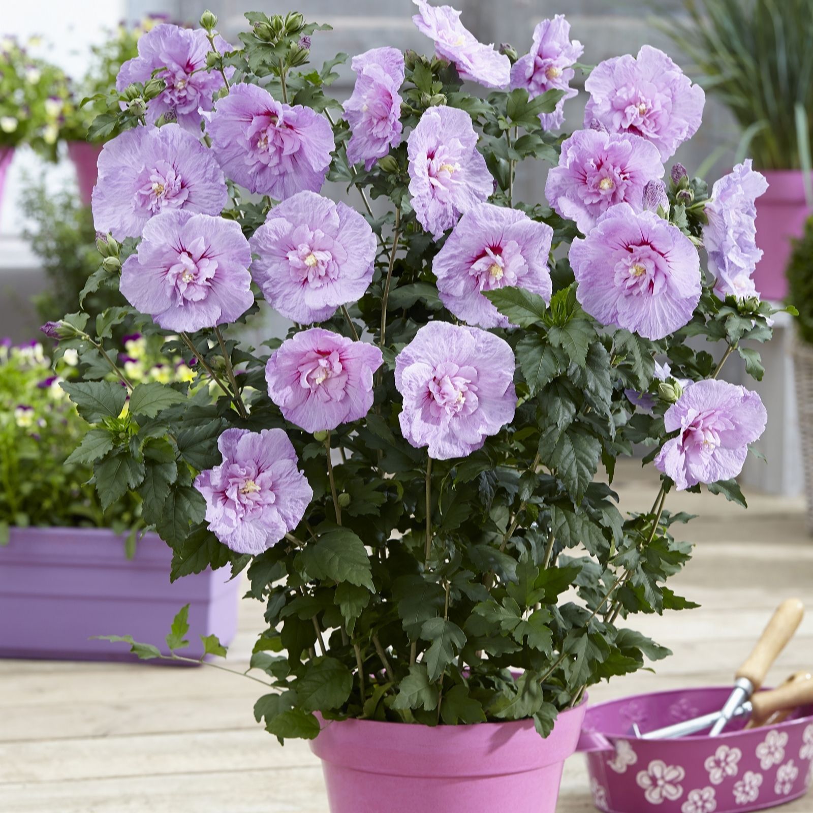 Plants 2 Gardens Hibiscus Lavender Chiffon