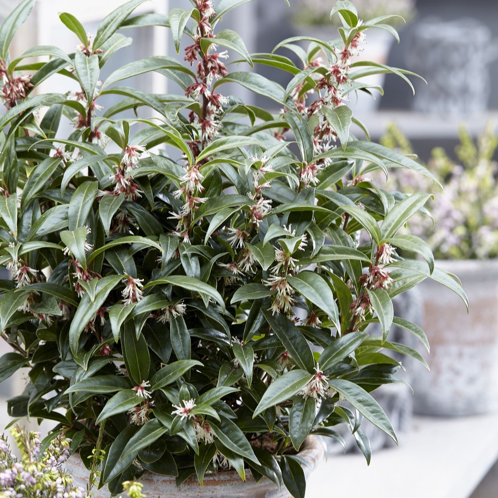 Hayloft Plants Sarcococca Winter Gem (Christmas Box) P9