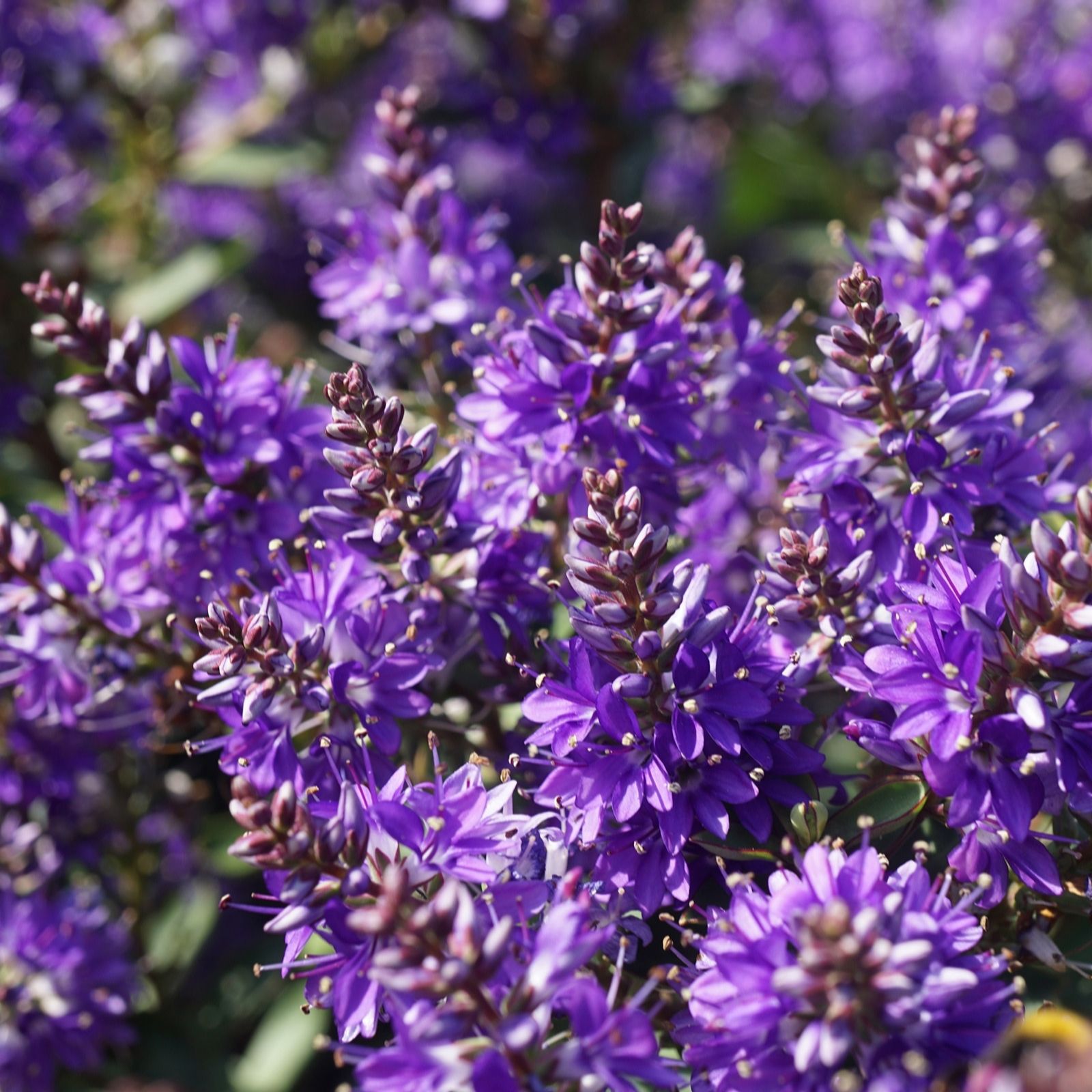 Richard Jackson Hebe Claret Crush in a 2L Pot