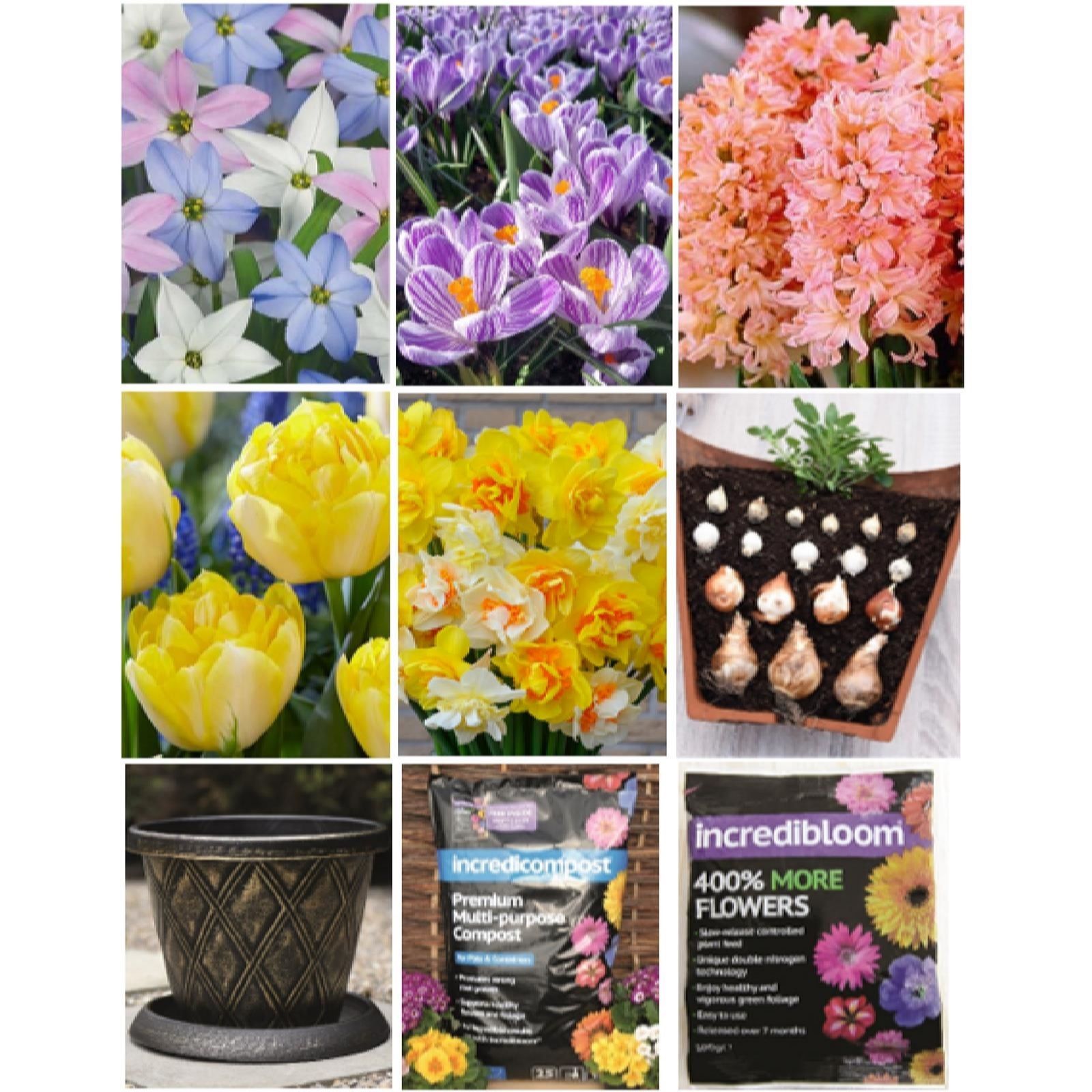 Thompson & Morgan Spring Bulb Lasagne Collection Planting Kit