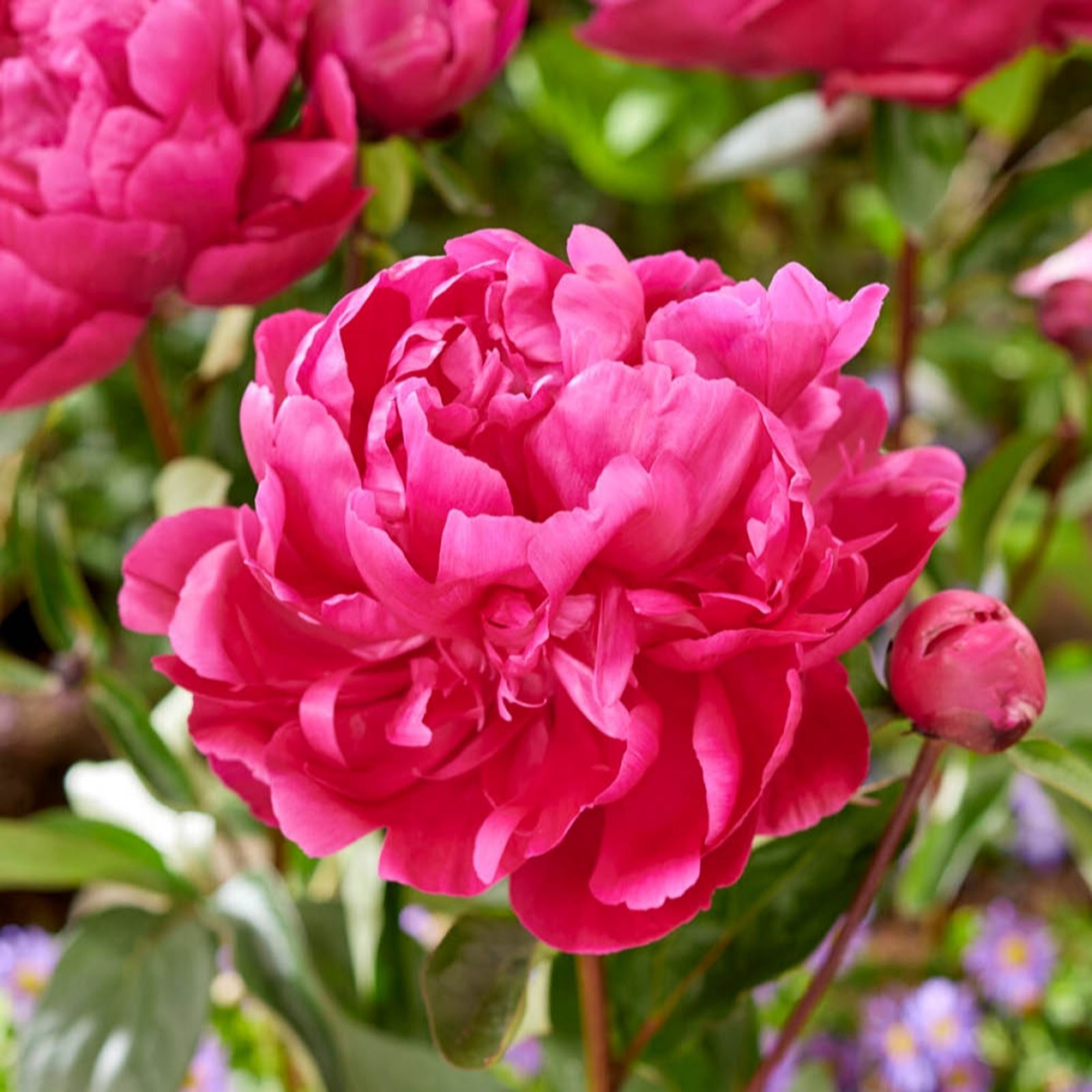 YouGarden Peony 'Red Sarah Bernhardt' Bare Root x3