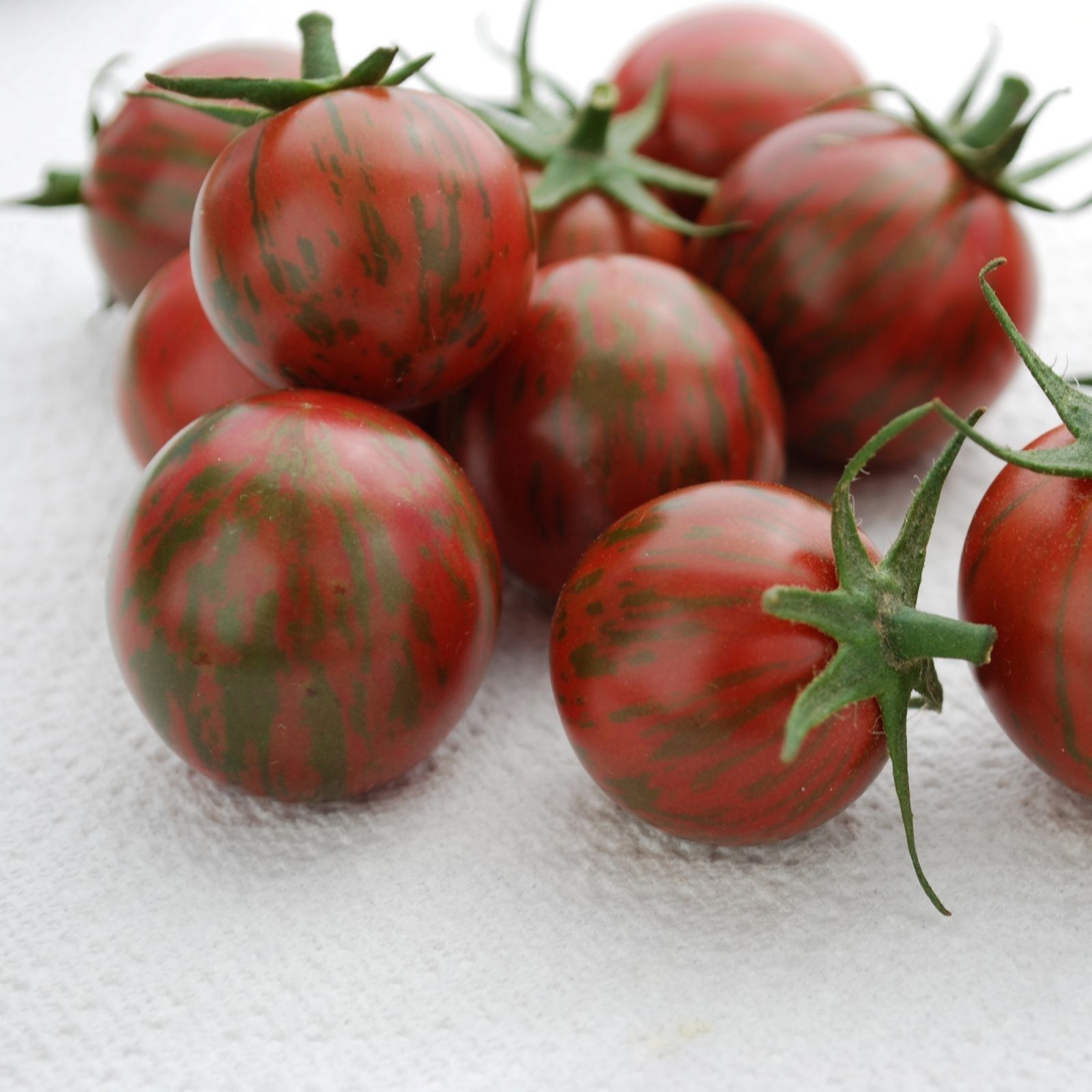 Suttons Tomato Heirloom Cherry Purple Bumblebee 9cm Pot x 3