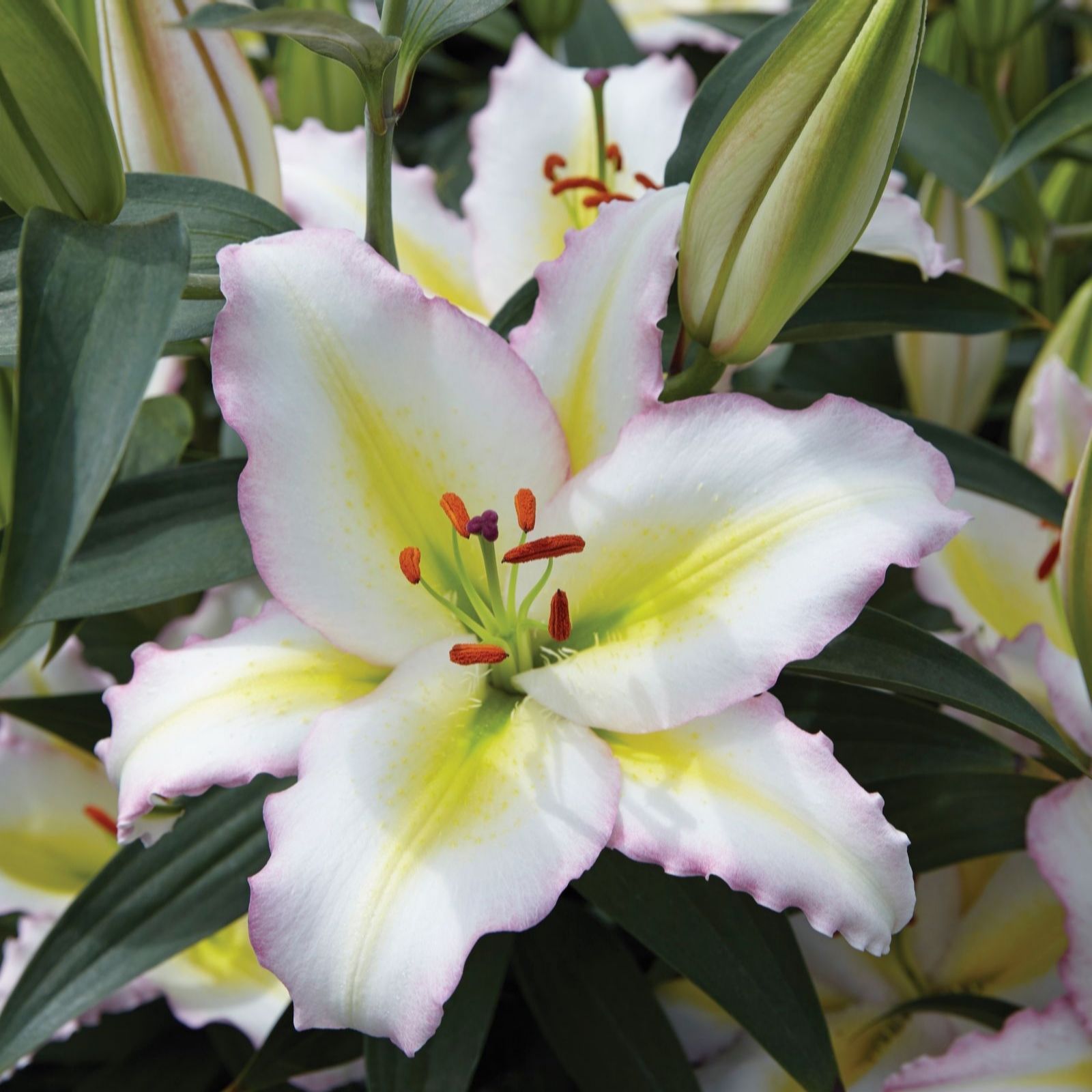 Thompson & Morgan Lily Giant Flowered Collection Bulbs x 15