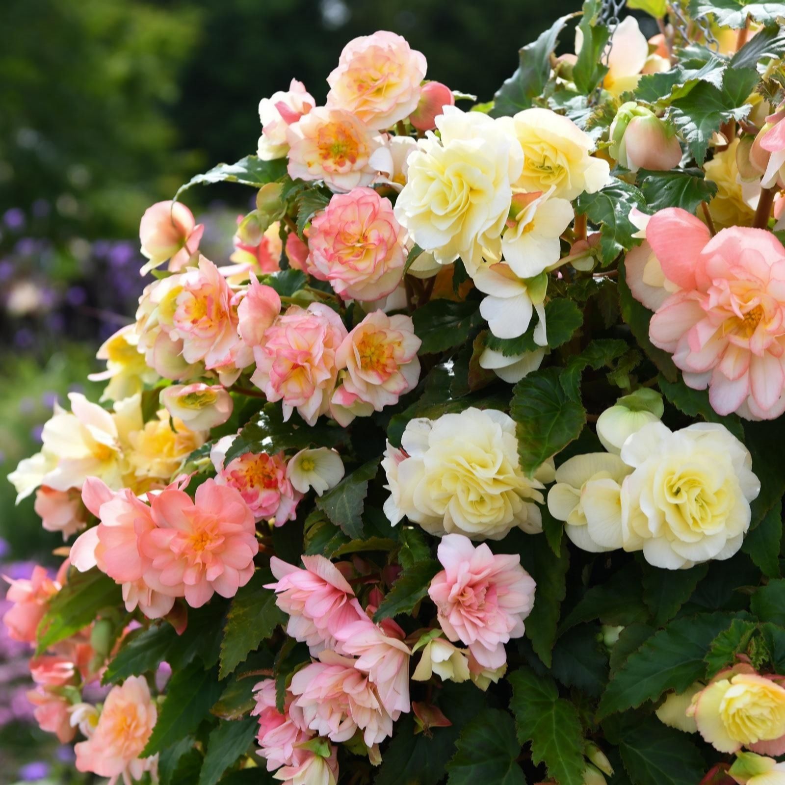 Thompson & Morgan Begonia Nonstop 'Nonstop Joy Peaches & Dreams'