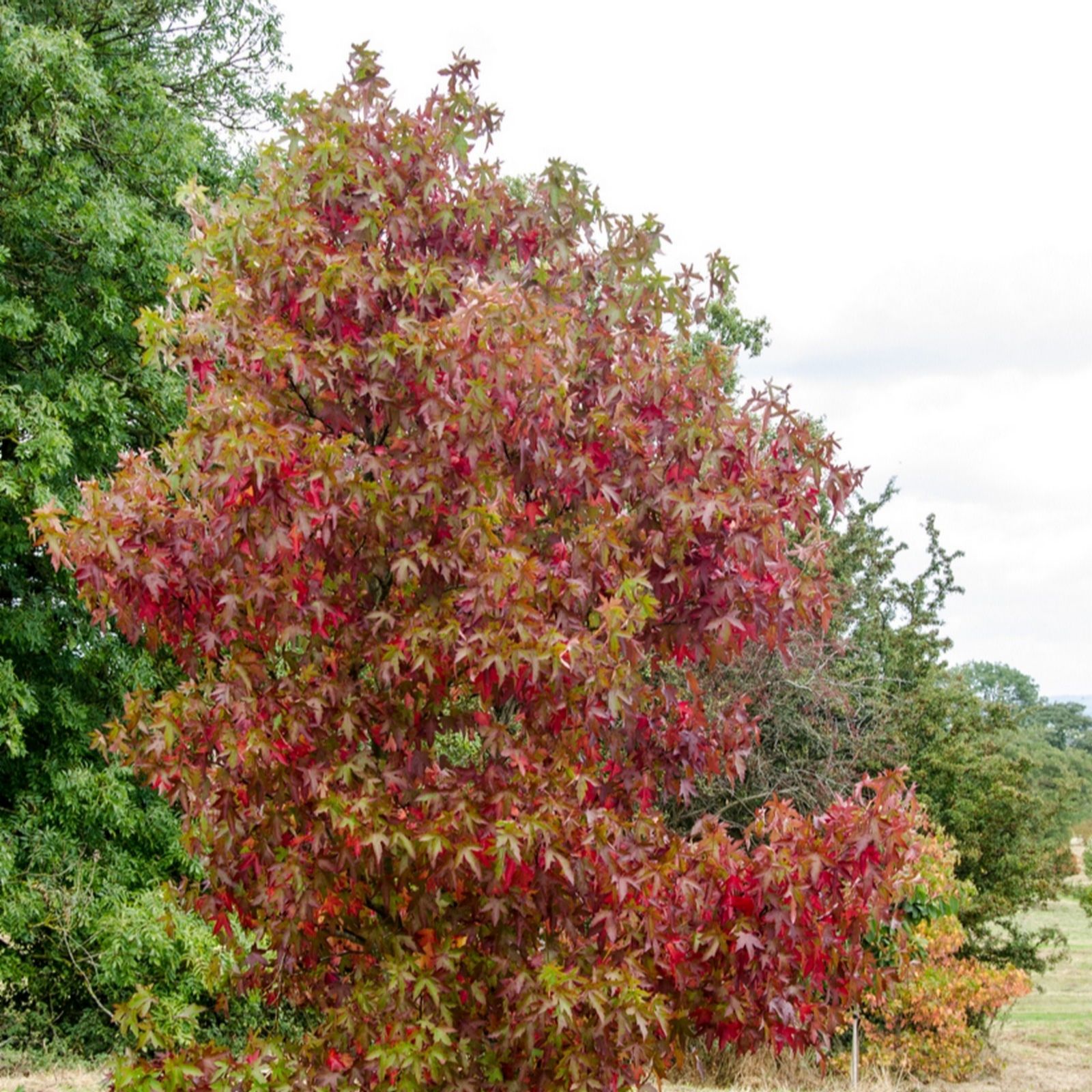 Frank P Matthews Liquidambar sty Worplesdon in 12 Litre Container