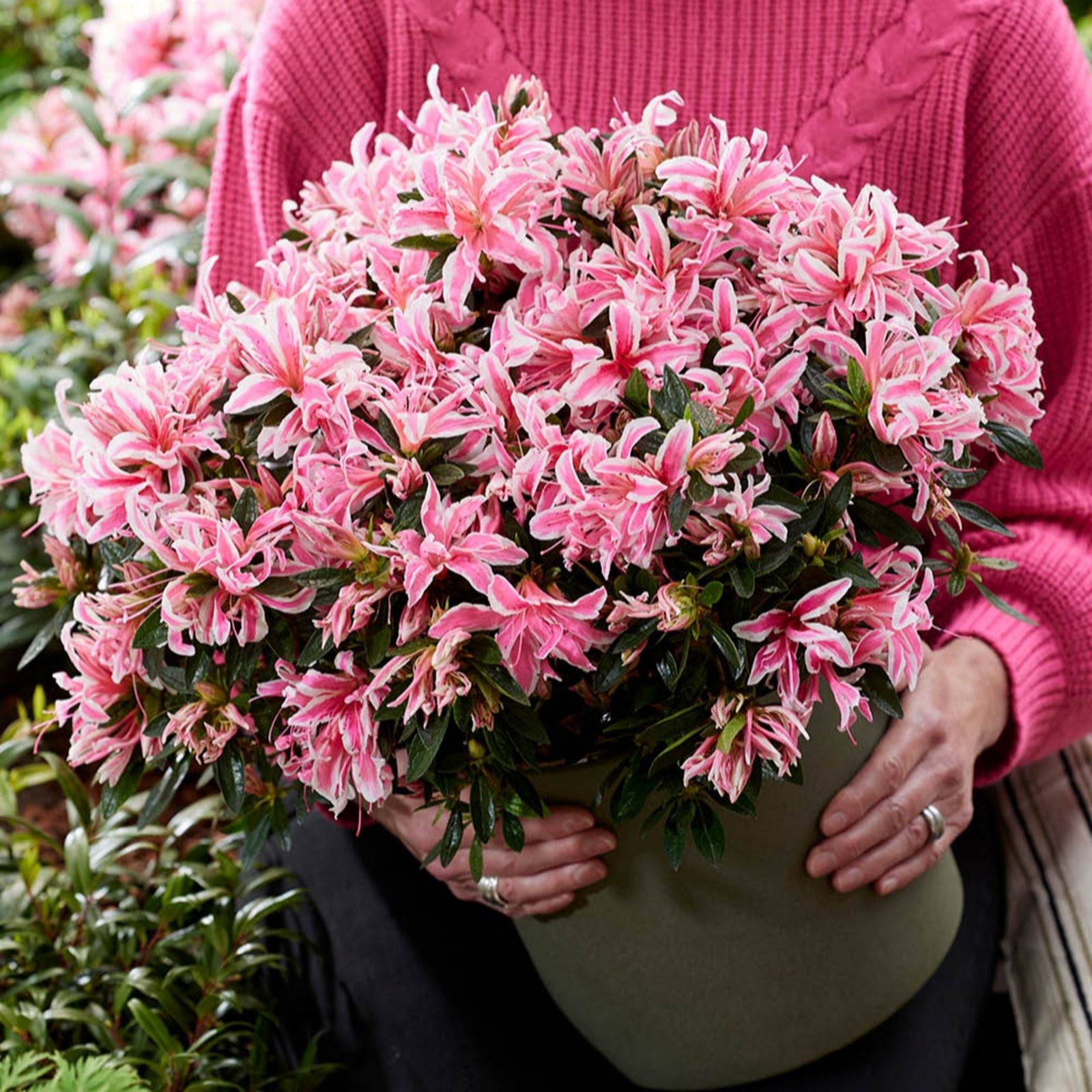 YouGarden Pair of Azalea 'Pink Spider' in 13cm pots