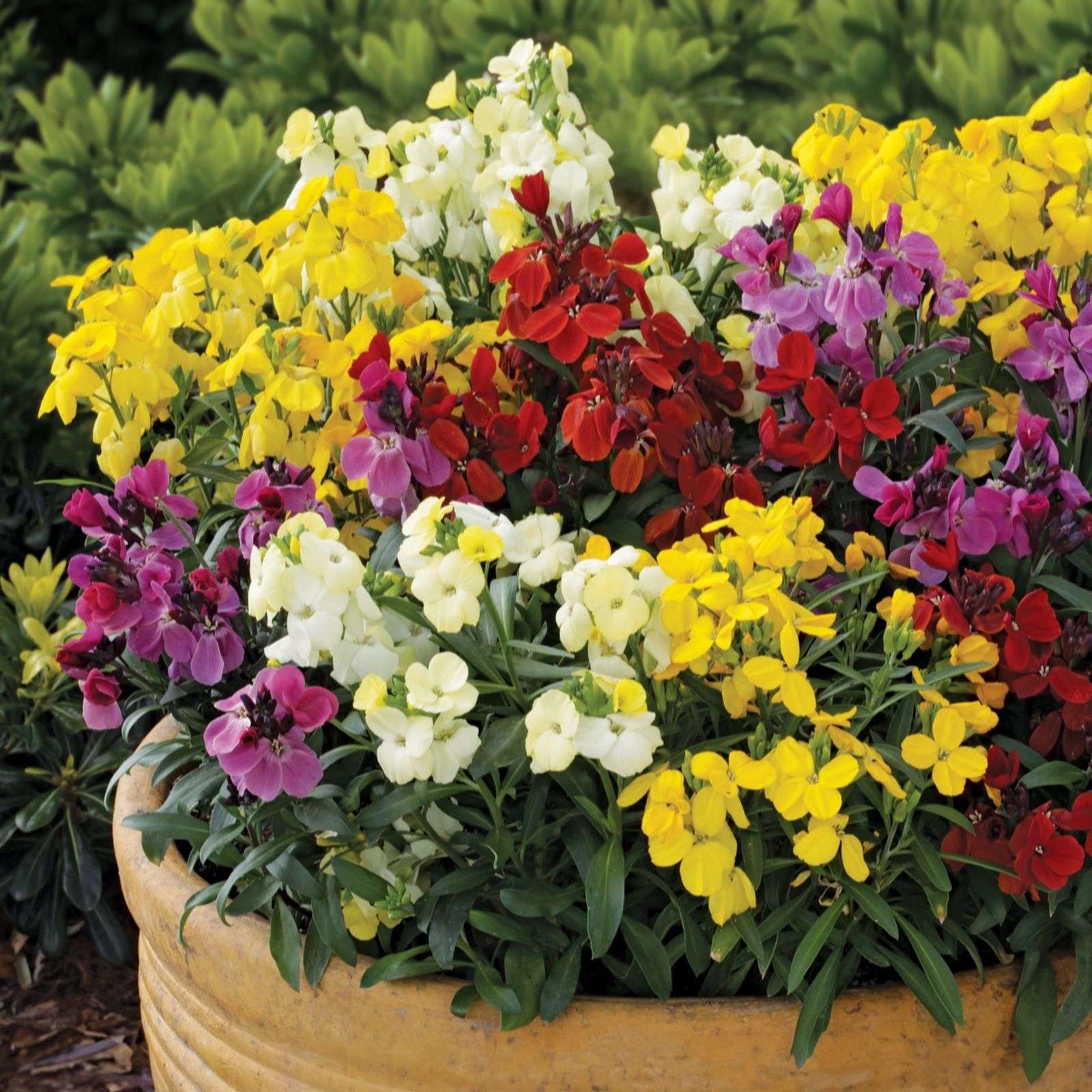 de Jager Sugar Rush Wallflowers  x 12
