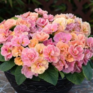 Thompson & Morgan Primrose Pom Pom Mandarin Garden Ready Plants x12
