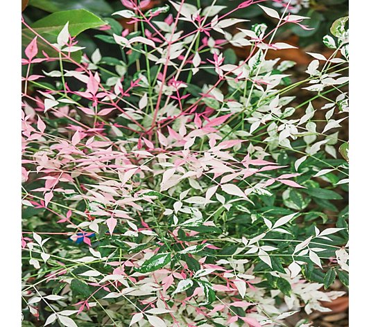 Plants2Gardens Nandina Twilight in 4.5 Litre Pot
