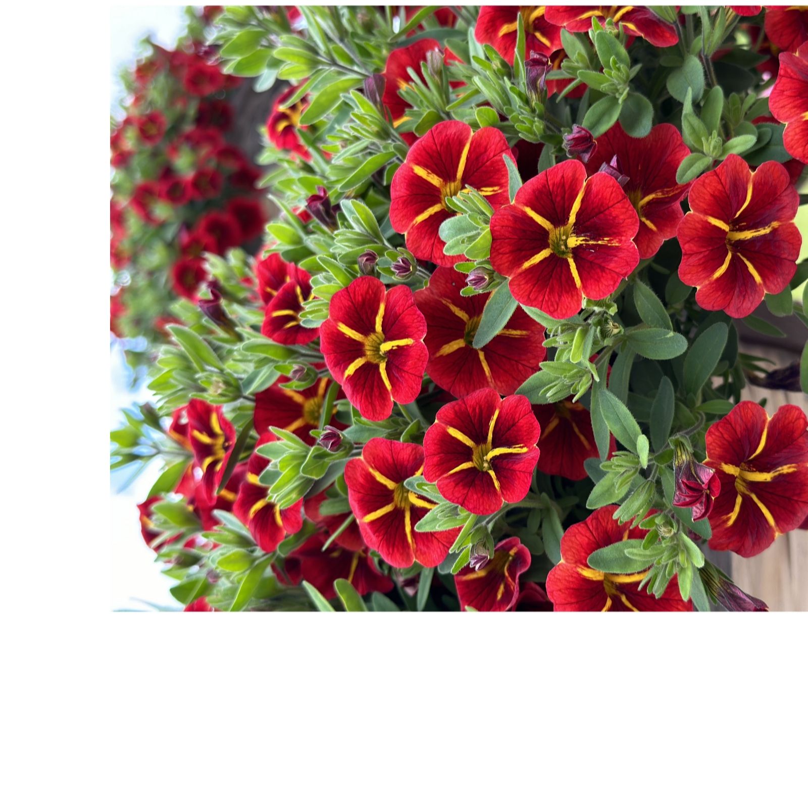 Plants2Gardens Callibrachoa Kiss Collection 6 x 6cm