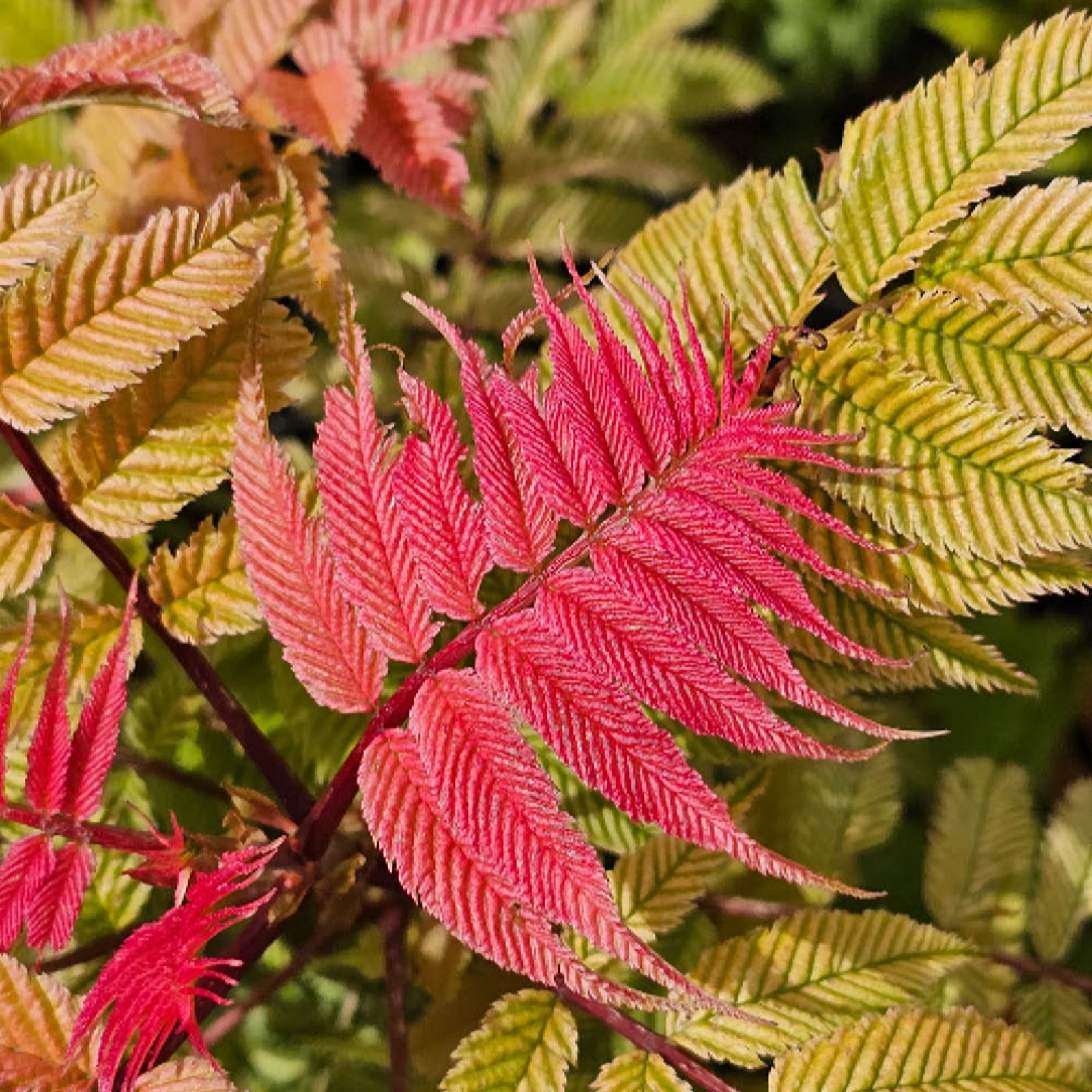 YouGarden Sorbaria Sorbifolia Crimson Feathers in Pots 9cm x3