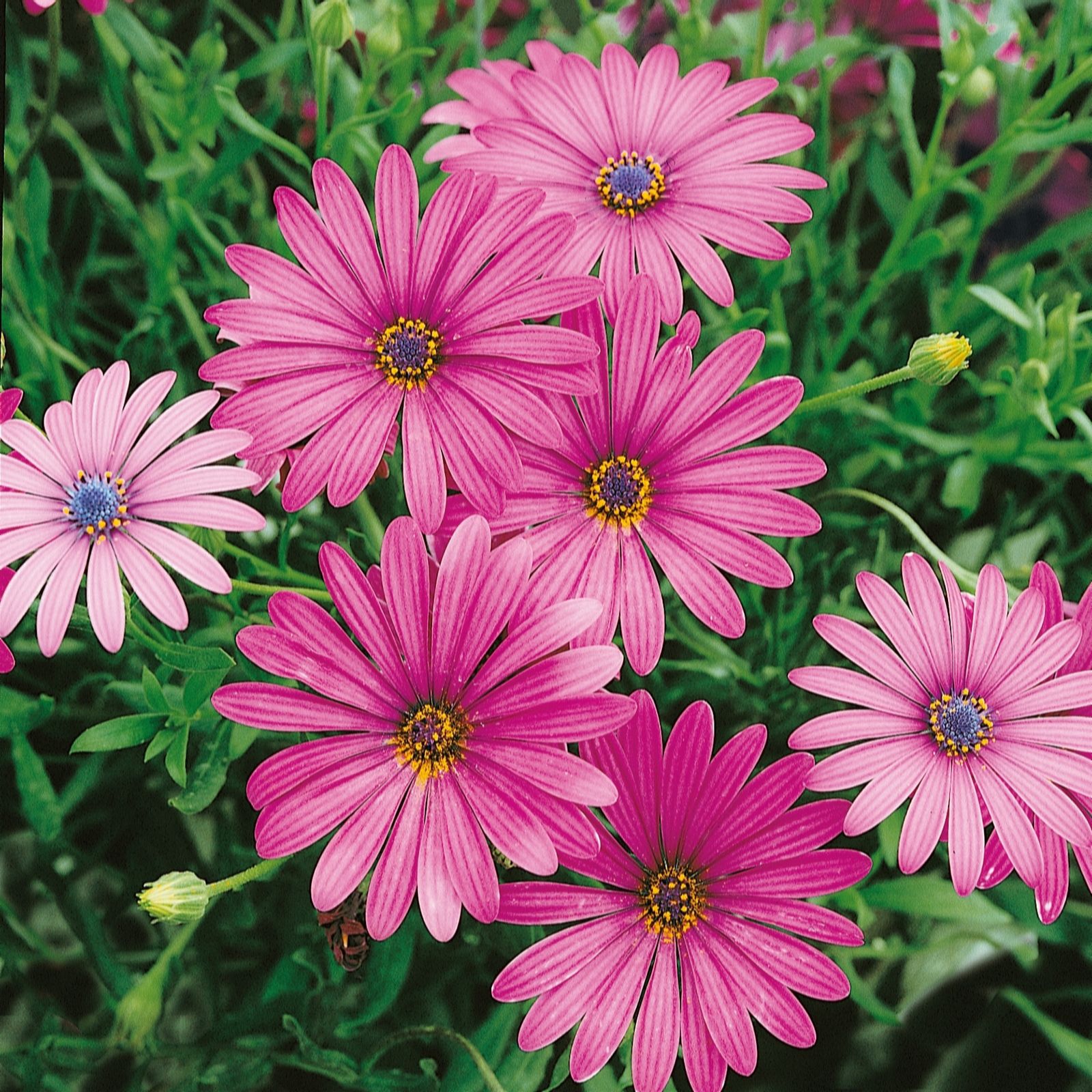 Plants2Gardens Osteospermum Sunny Collection 3 x 1ltr
