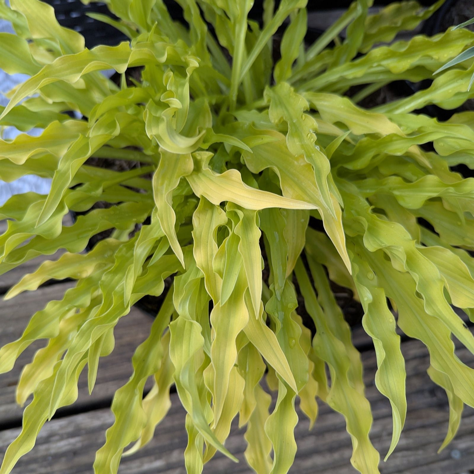 Thompson & Morgan Hosta Party Streamers 9cm Pot x 1