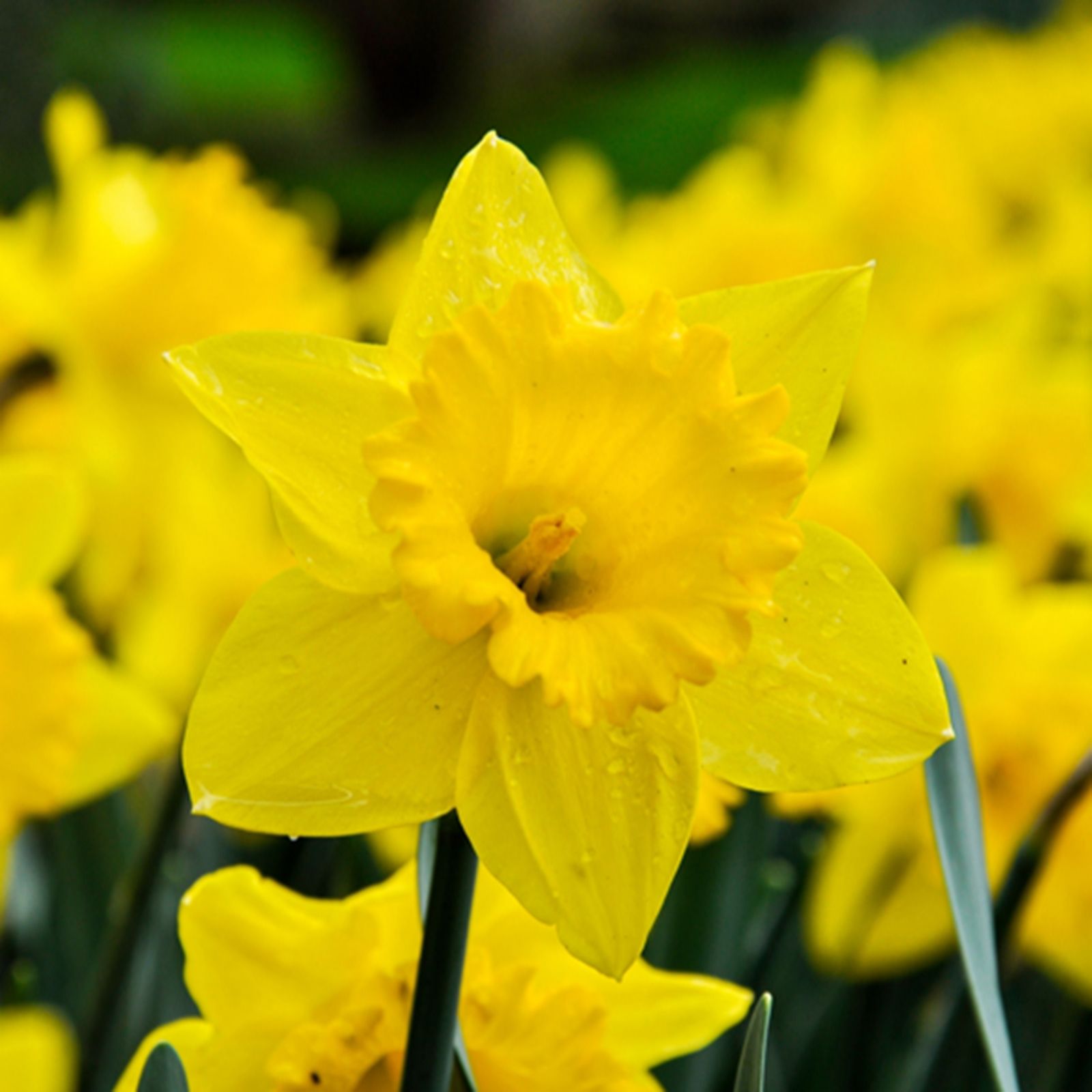 YouGarden Narcissus 'Trumpet Yellow' x40 bulbs