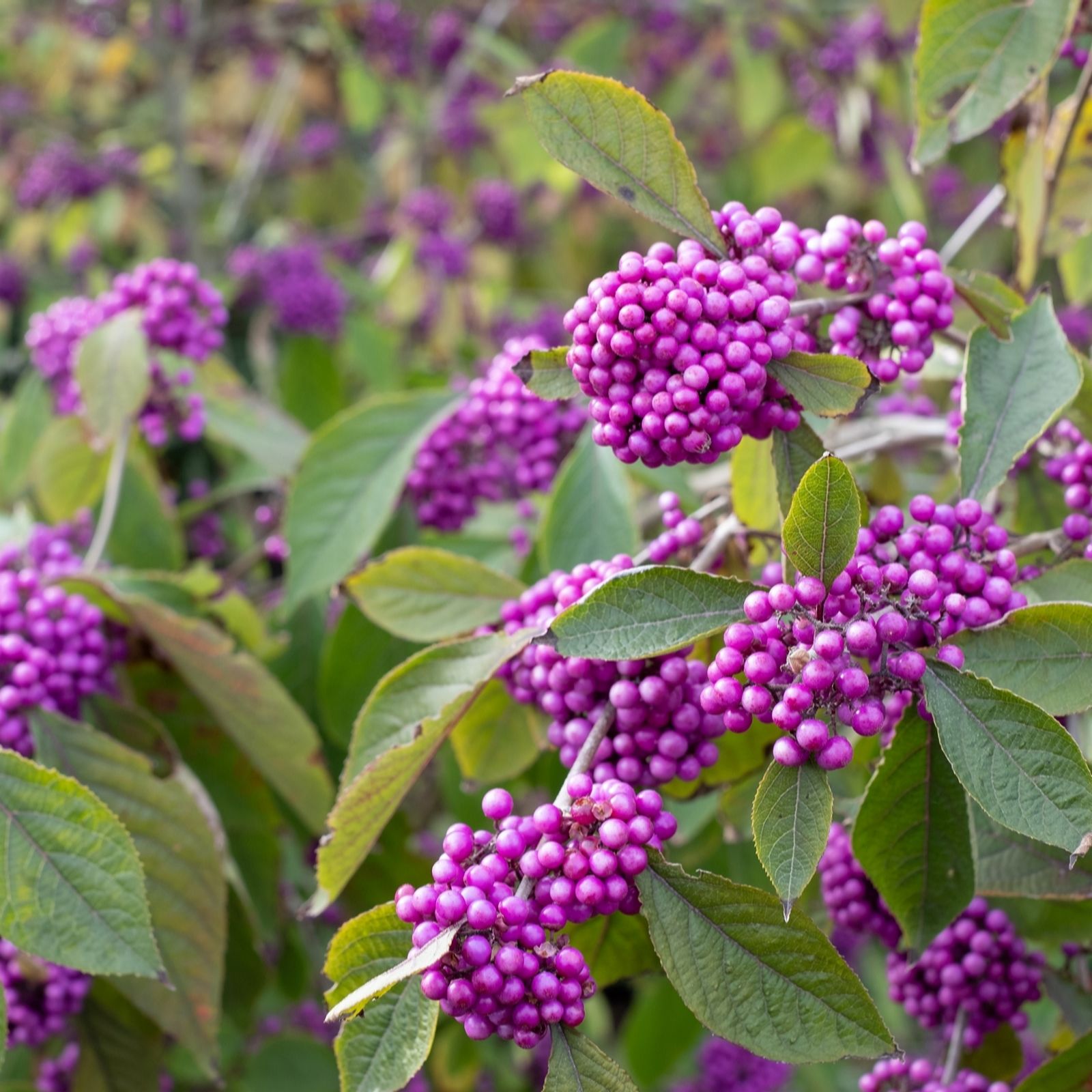 Hayloft Plants Callicarpa profusion 9cm pots