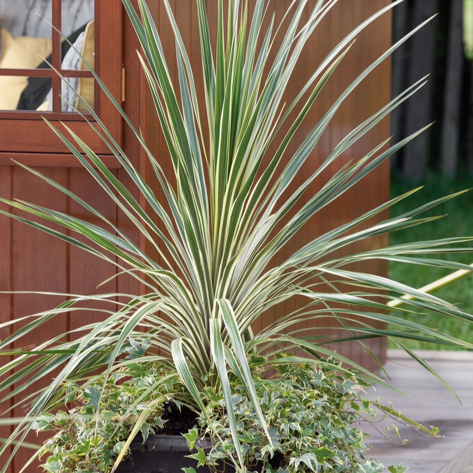 Plants2Gardens Cordyline Collection 3 x 2ltr