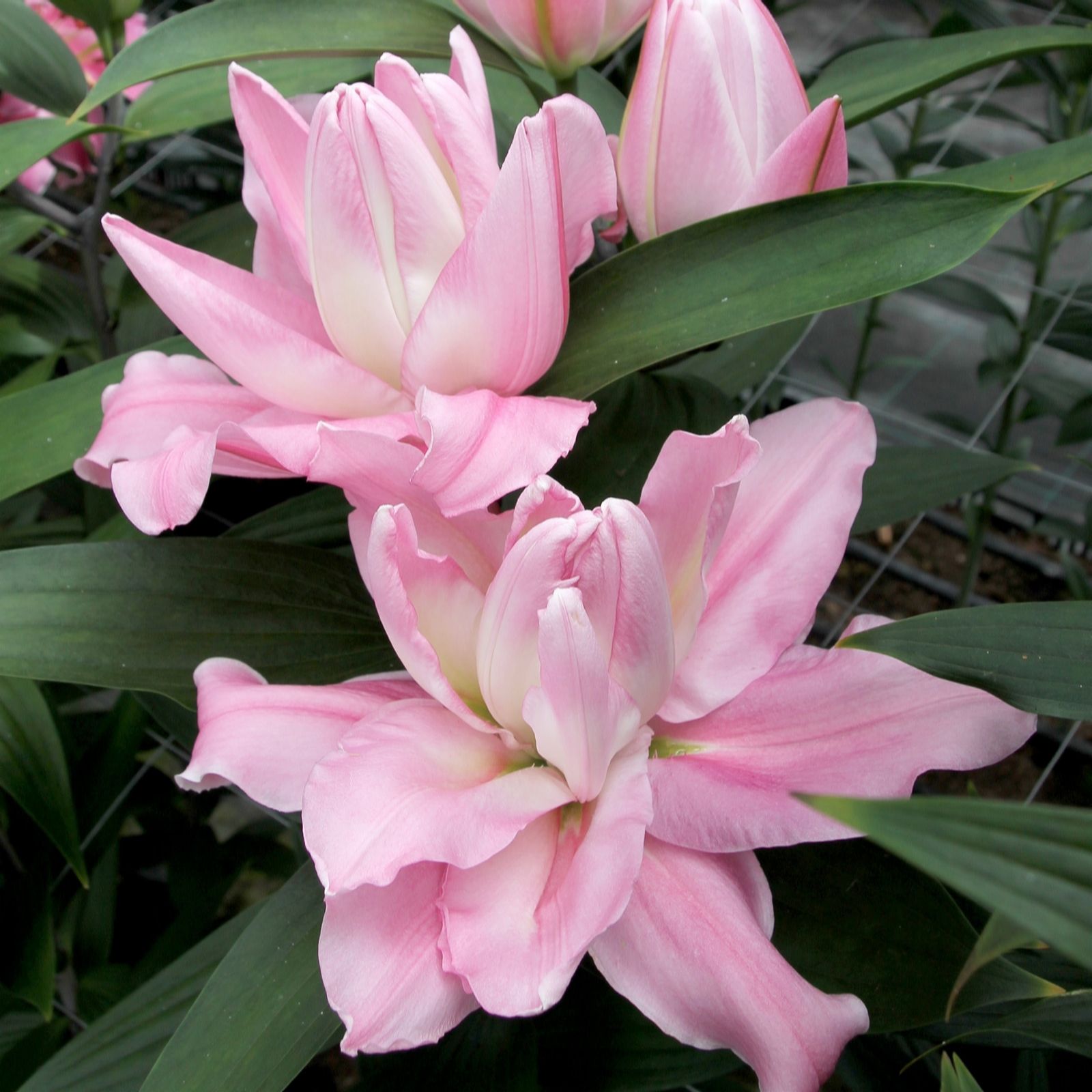 Richard Jackson Giant Flowered Pollen Free Lily 5 Bulbs