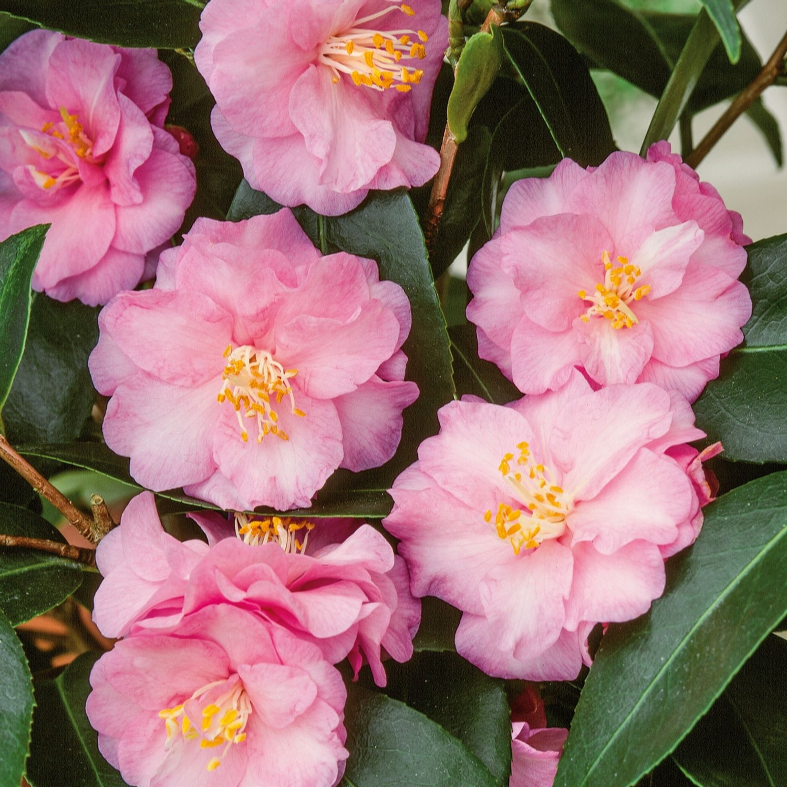 Plants2Gardens Camellia Spring Festival 4ltr
