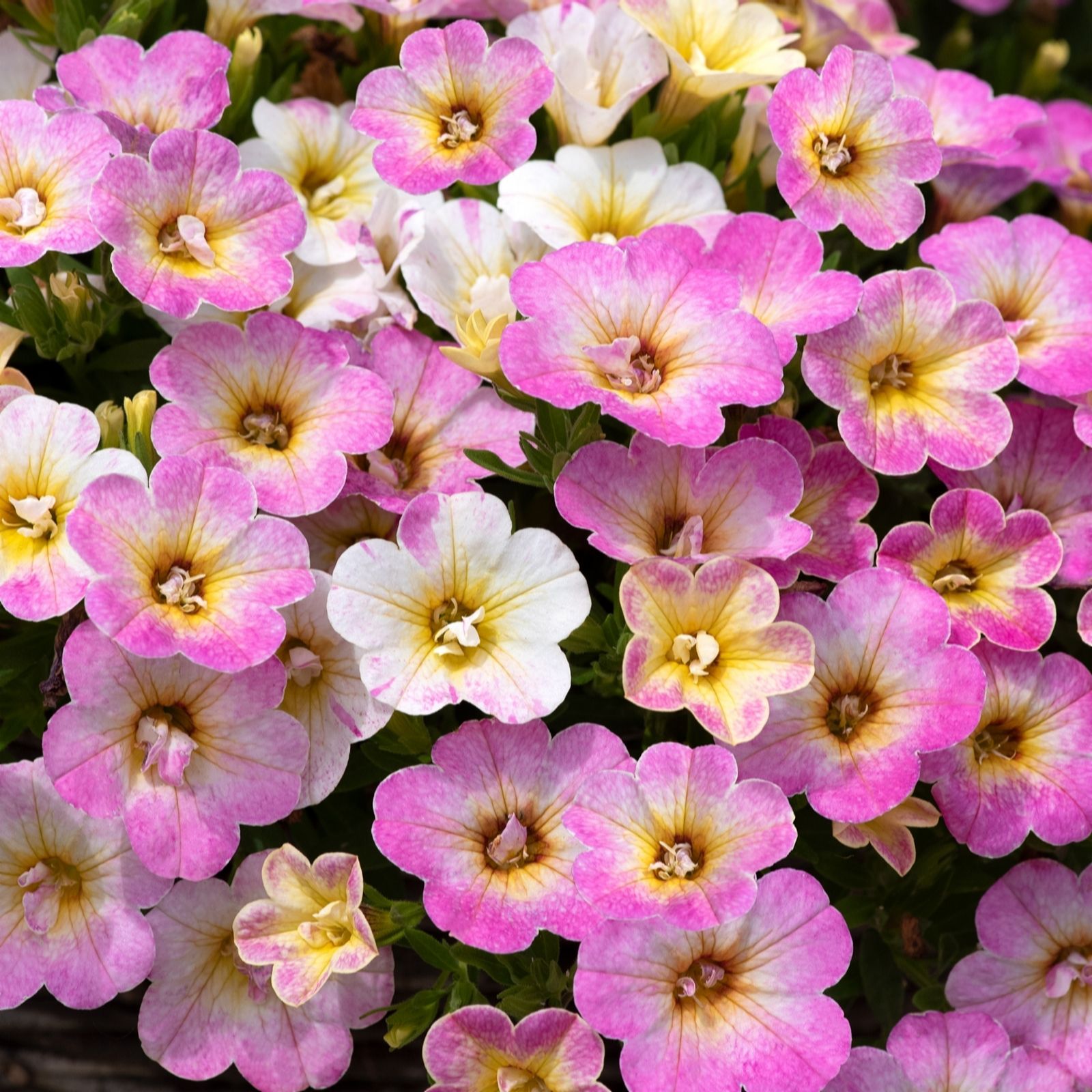 Plants 2 Gardens Candy Kiss Colour Combination Collection 5 x 9cm