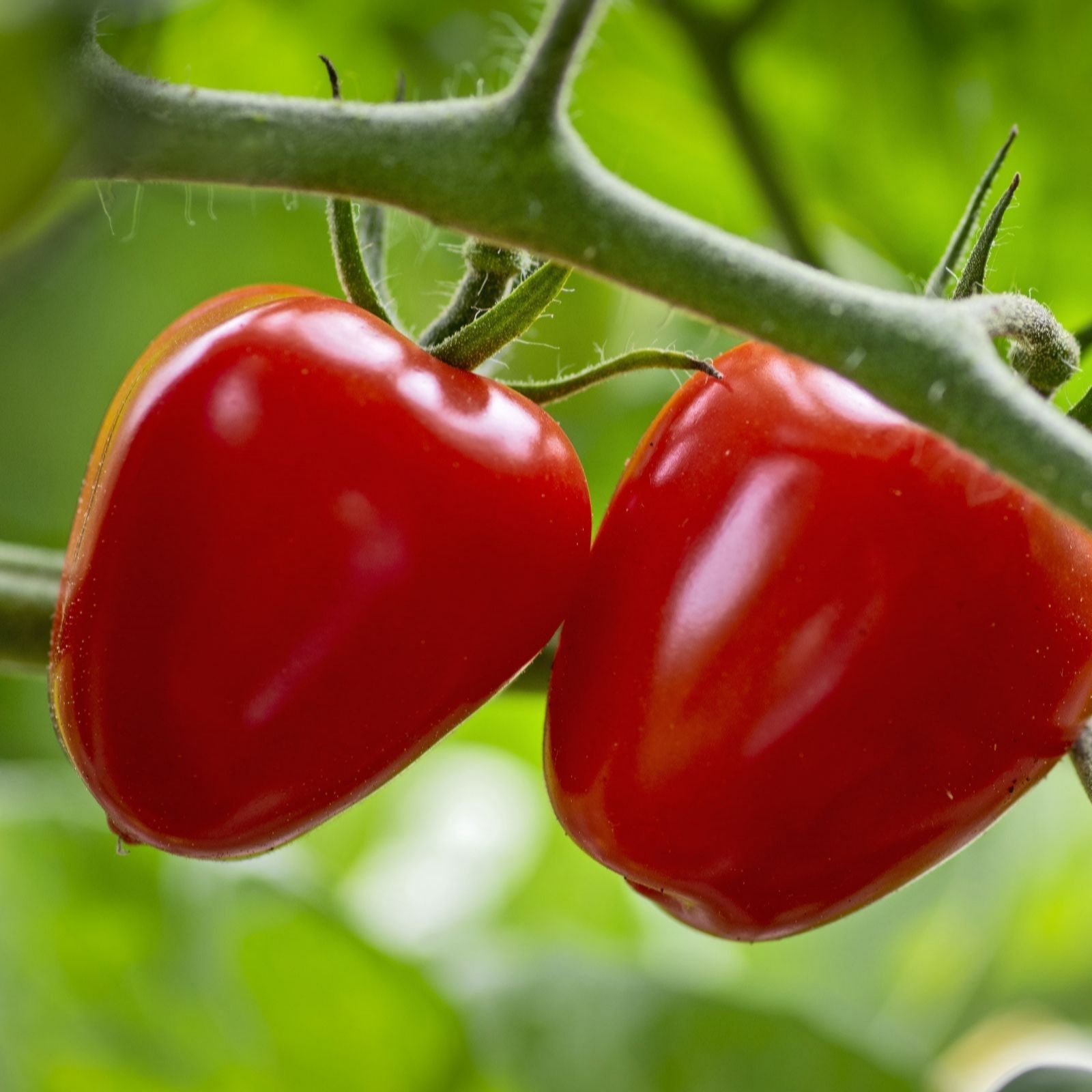 Suttons Tomato Heirloom Plum Fraise 9cm Pot x 3