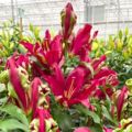 Thompson & Morgan Lily Tropical Dragon 3 Bulbs