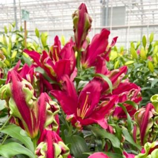 Thompson & Morgan Lily Tropical Dragon 3 Bulbs