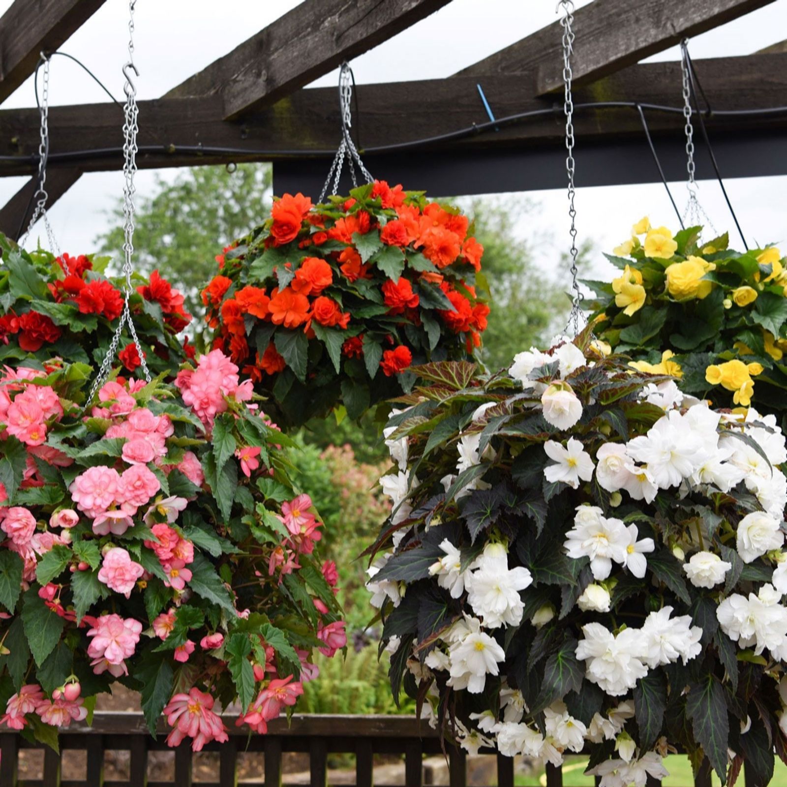 Thompson & Morgan Begonia Nonstop Joy Mix Garden-Ready & Incredibloom