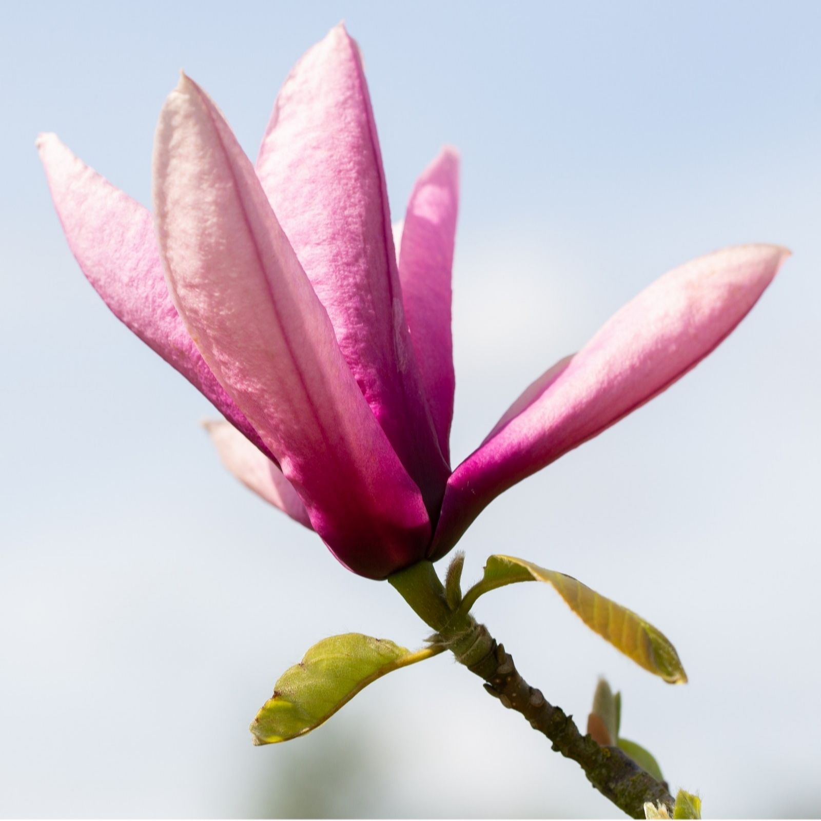 Frank P Matthews Magnolia Livingstone in 12 Litre Container