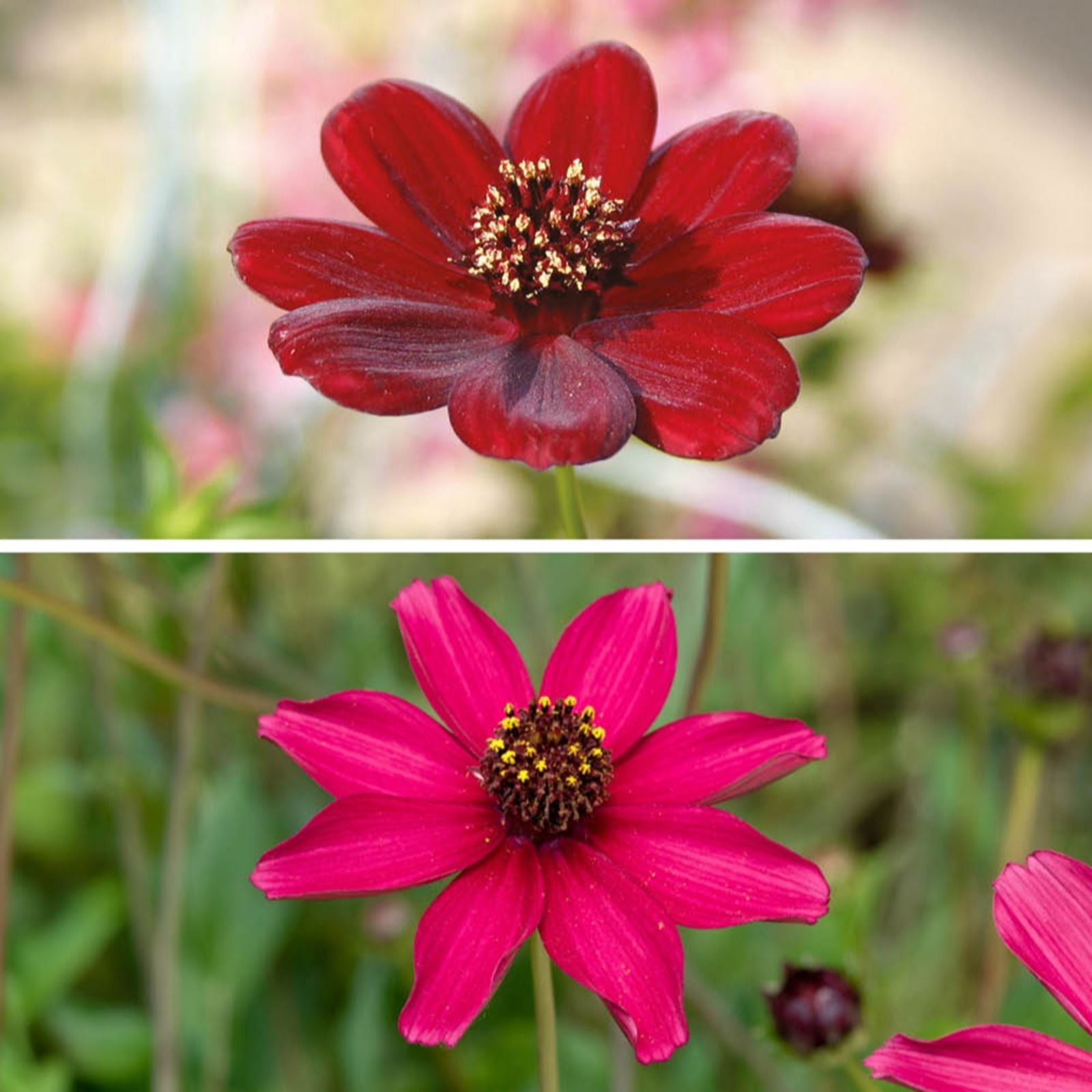 YouGarden Cosmos 'Chocolate' Plug Plant Collection x6