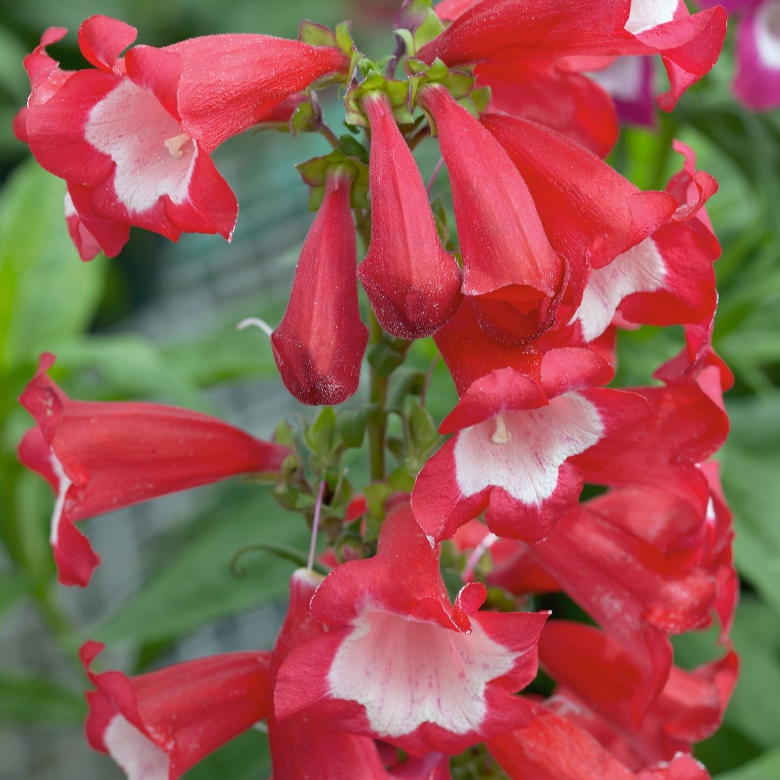 Plants2Gardens Penstemon Phoenix Collection 3 x 2L