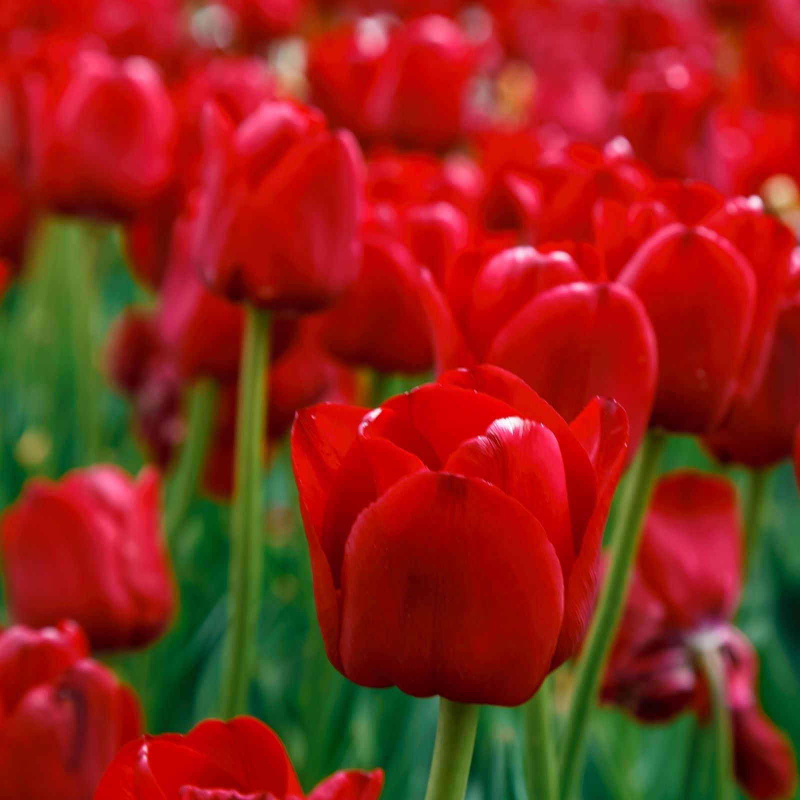 Thompson & Morgan Tulip Patio Mix 80 Bulbs