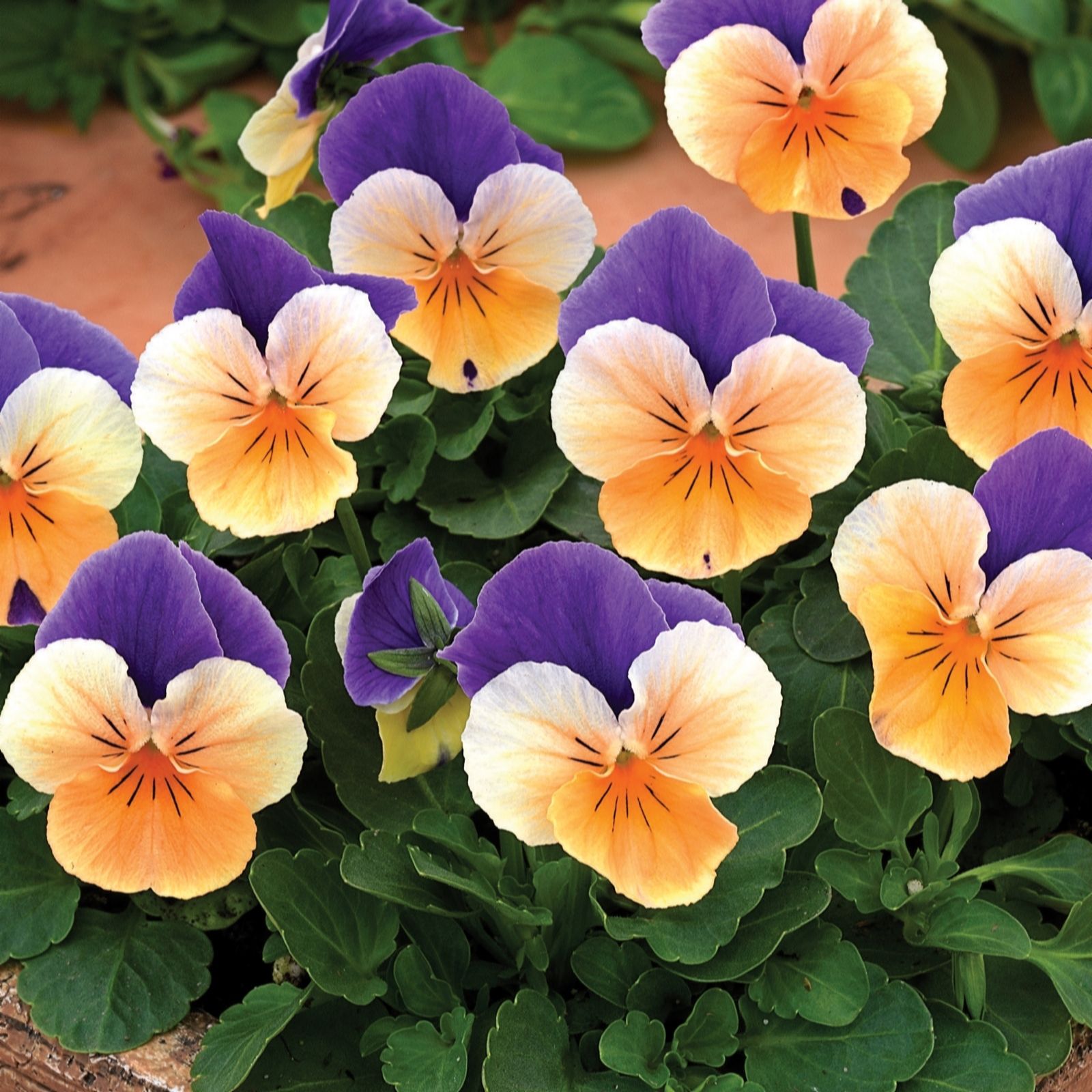 Plants 2 Gardens Viola Penny Collection 6 x 6cm Plants