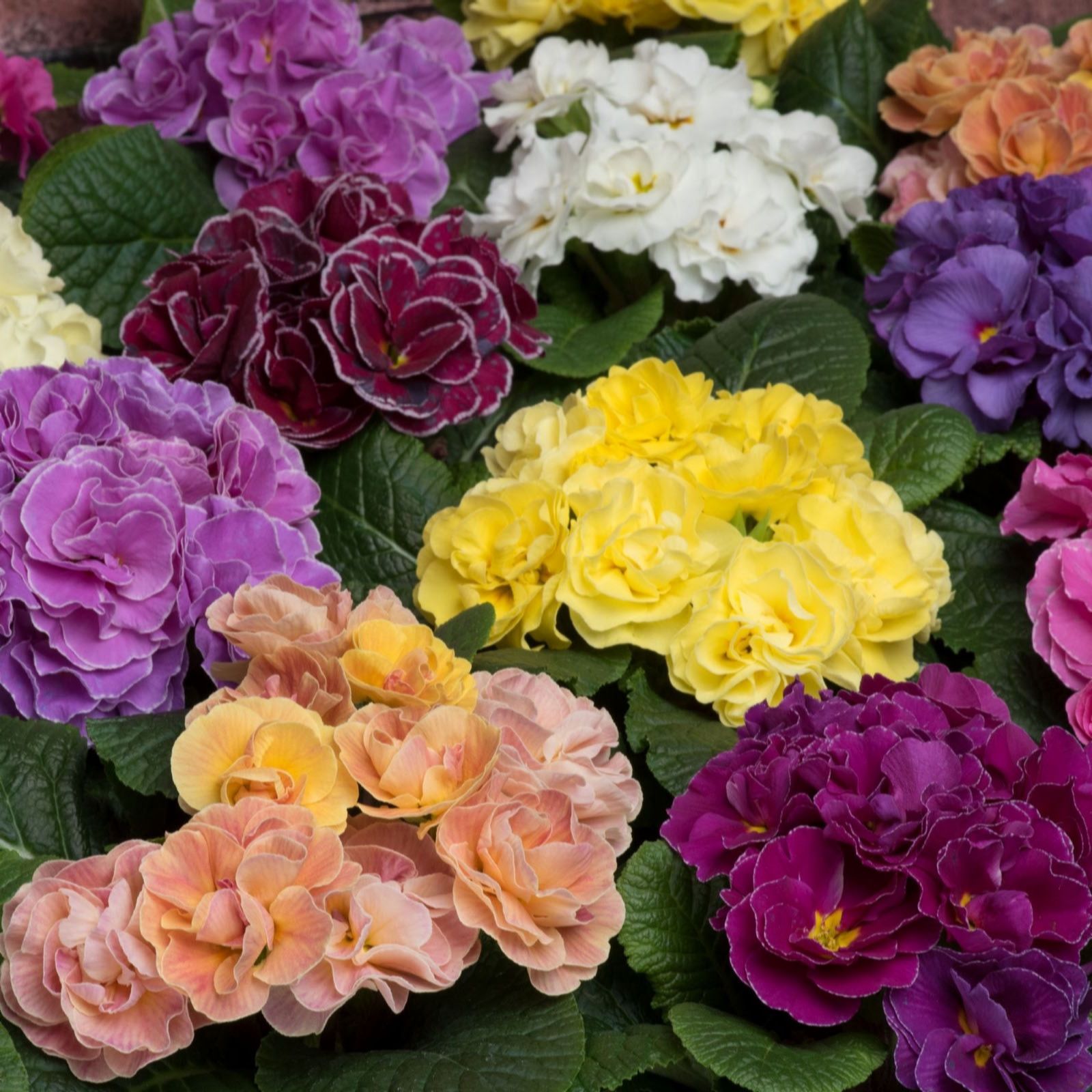 Thompson & Morgan Primrose Pom Pom Mixed Garden Ready Plants x12