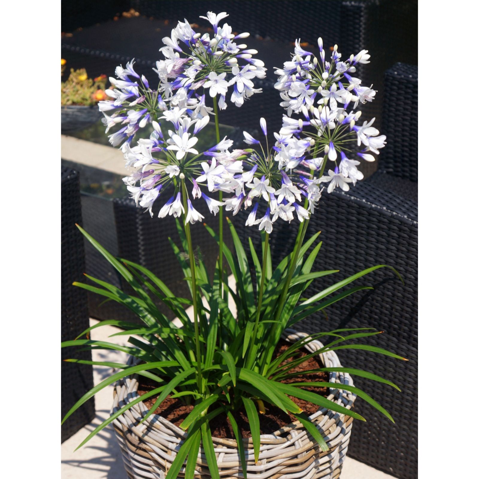 Hayloft Agapanthus Twister 3 x 9cm Pot Grown Plants - QVC UK