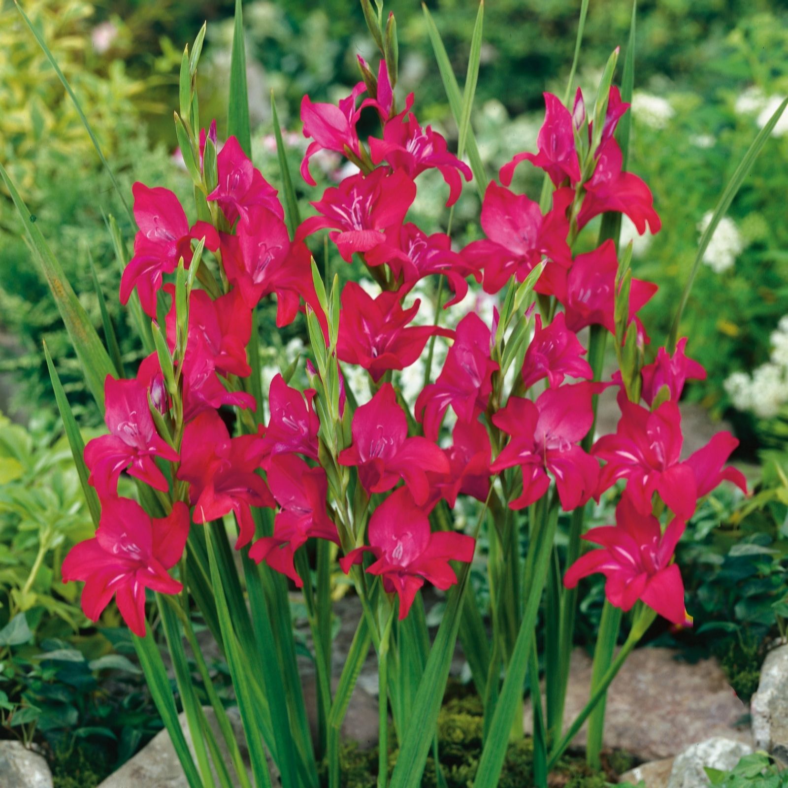 Plants2Gardens Gladioli Volcano 50 x Bulbs