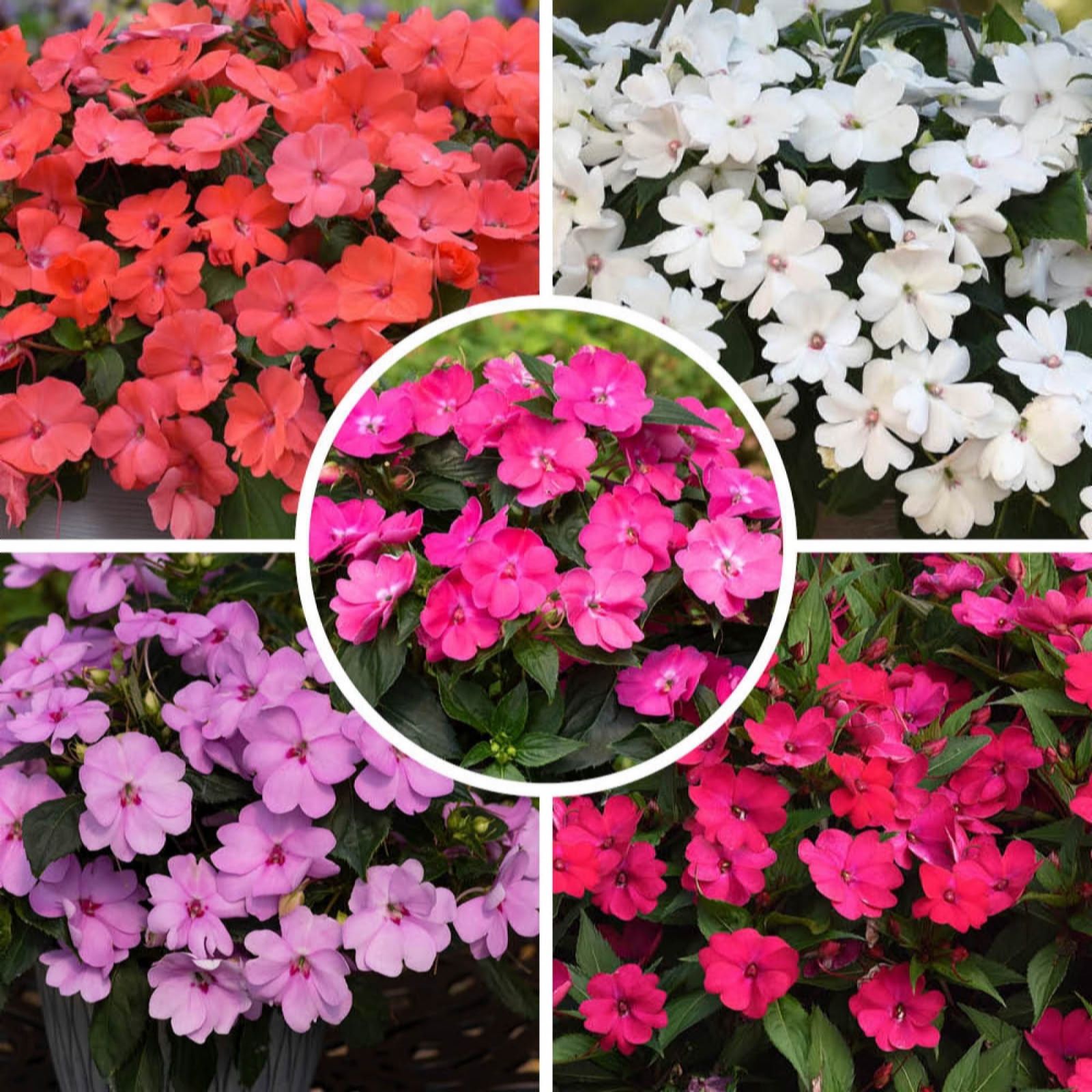 YouGarden Impatiens 'Solarscape' Garden Ready Plants x20