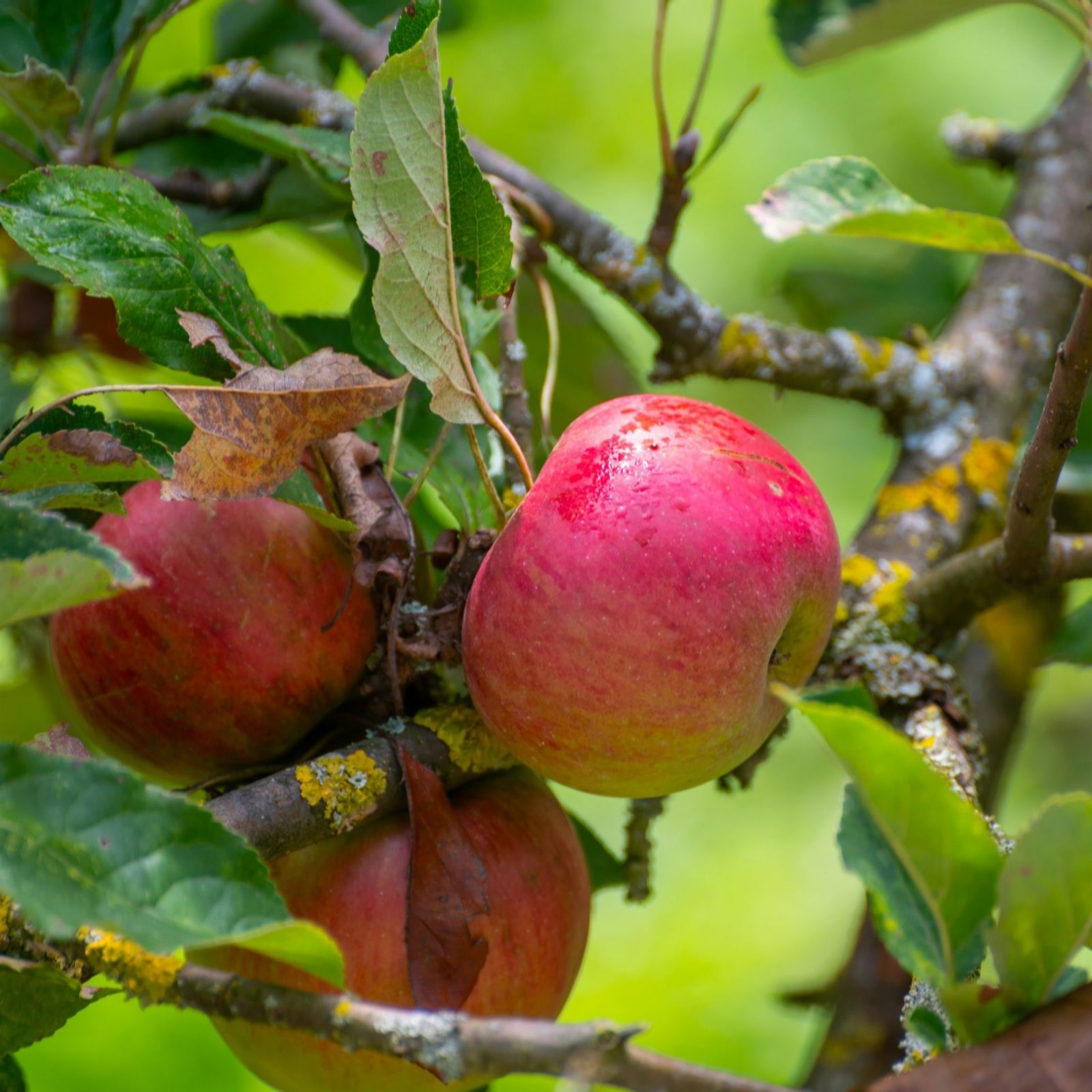 Suttons Apple (Malus) Elstar 2 Litre Pot x 1